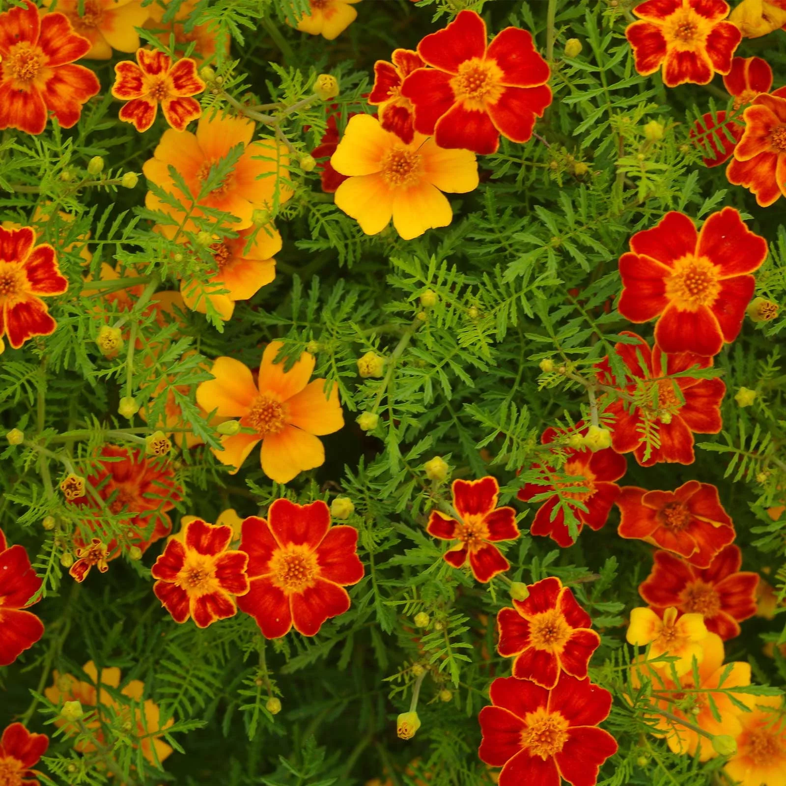 Marigold Seeds - Disco Series - Mix - 500 Seeds - Tagetes patula - Non-GMO, Open Pollinated - Flower Gardening