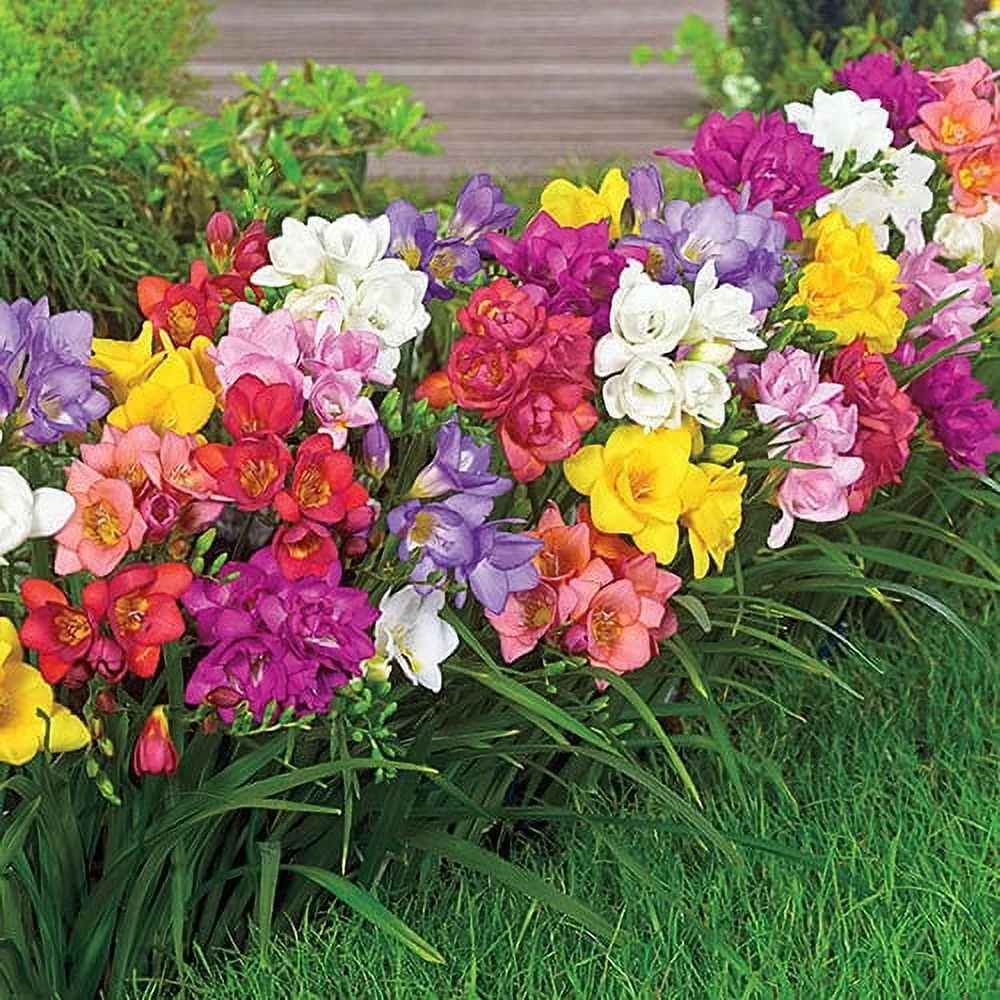 Single Mix Freesia (15 Bulbs) - Flourishing Venture