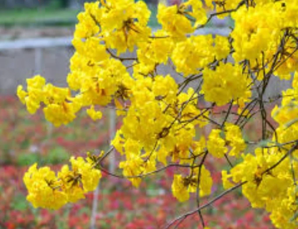 60 Seeds Golden Trumpet Handroanthus chrysotrichus Tabebuia Chrysantha Fresh 2024 Yellow