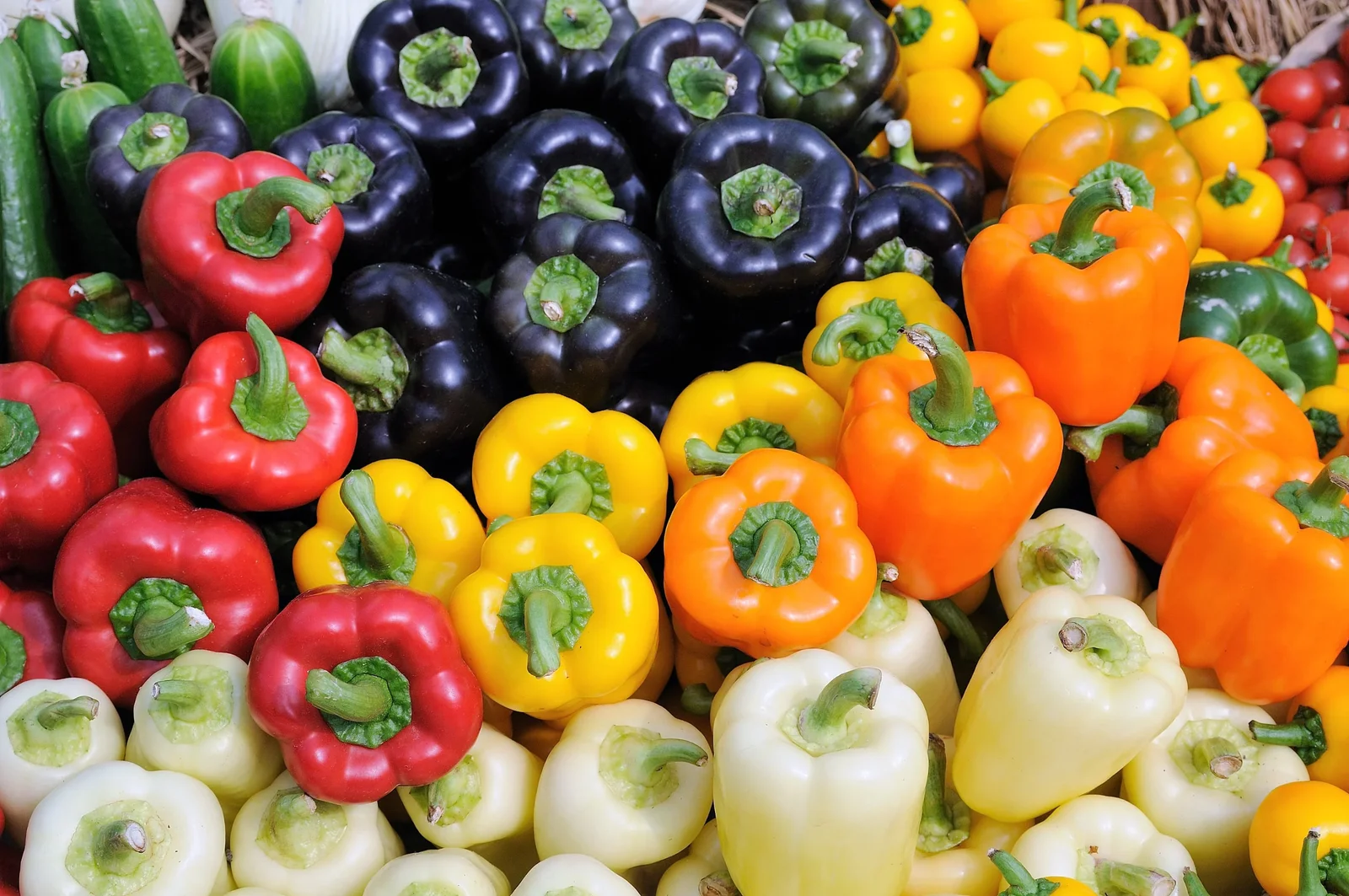 150 RAINBOW BELL PEPPER Sweet Red Green Yellow Orange Purple Brown White Seeds
