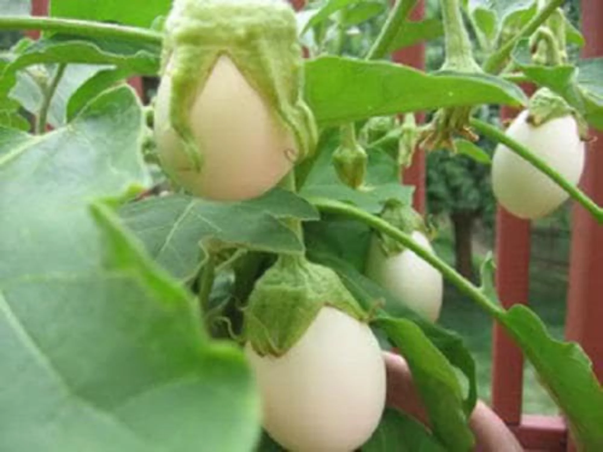 30 EASTER EGG PLANT (Easter Eggplant / Ornamental Eggplant / Nest Egg) Solanum Ovigerum Seeds