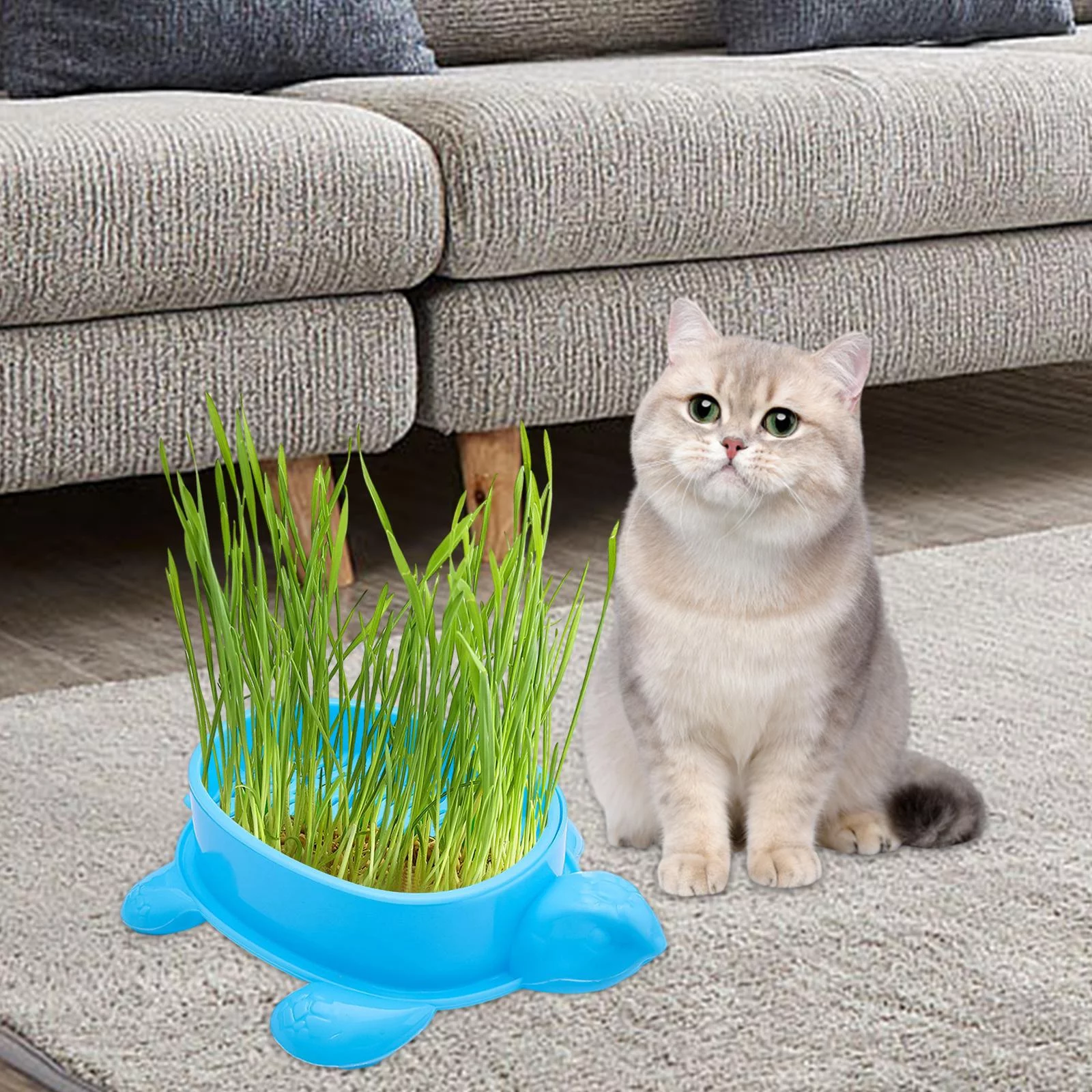 Cat Grass Box Cats Grass Basin Soil Free Wheatgrass Grower Seed Tray Blue
