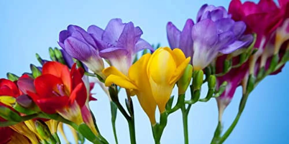 Freesia Flower Bulbs for Spring Planting - Mixed Colors for Bouquets - Large Healthy Bulbs - Great for Container or Outdoor Growing (10 Bulbs)
