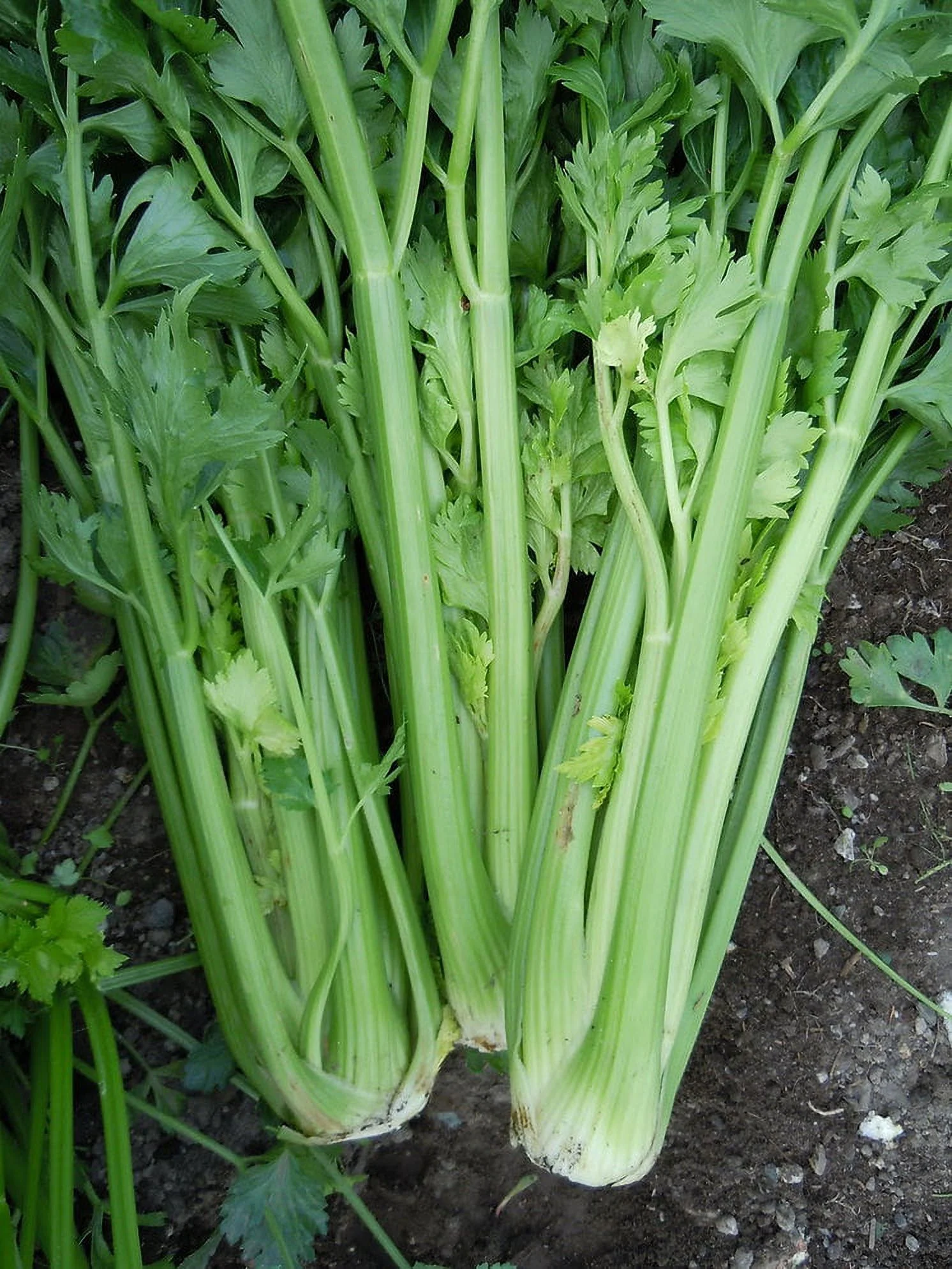 Celery Tall Utah Organic Seeds