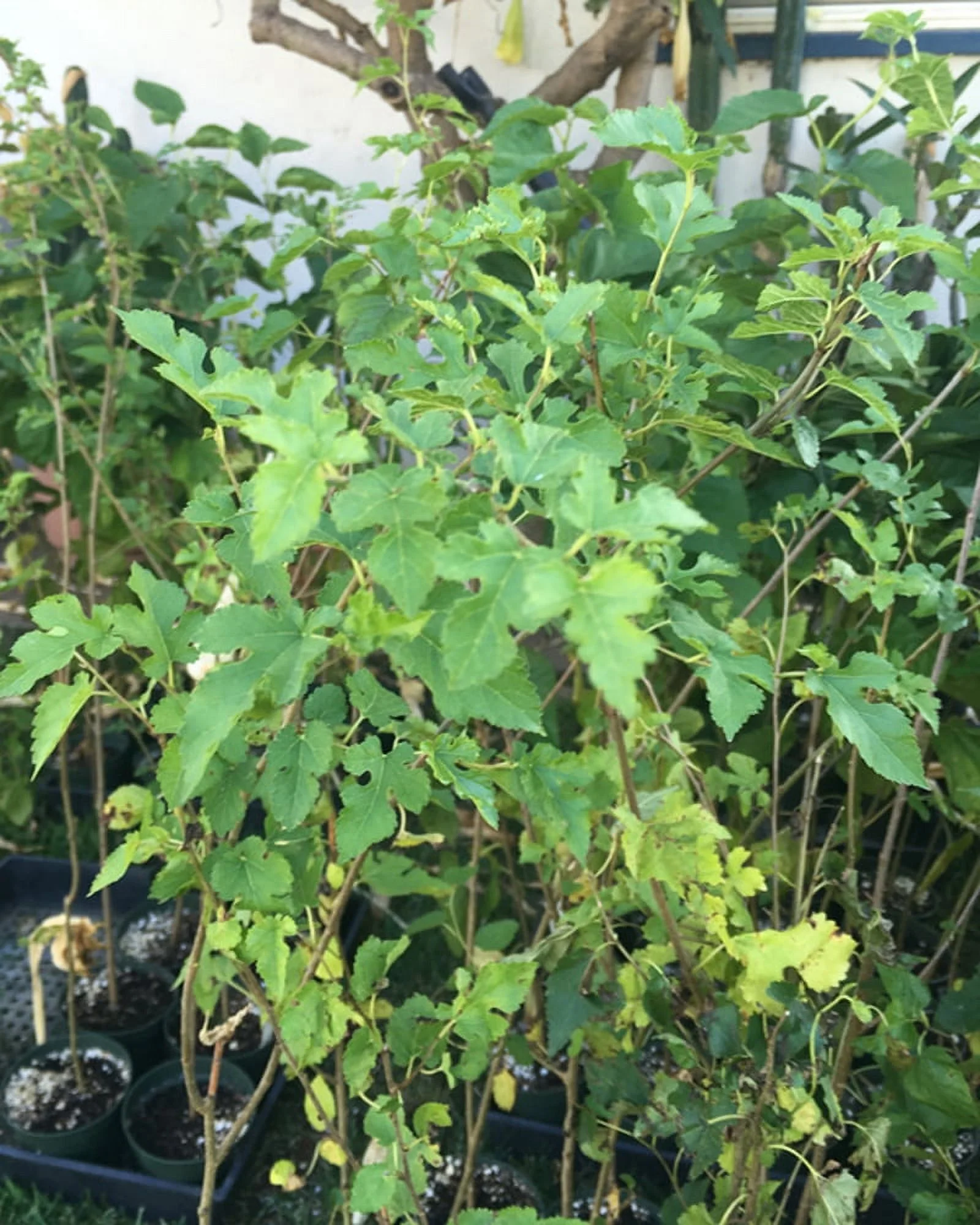 Pakistan Long Mulberry Tree - Live PLant - Long Mulberry Tree