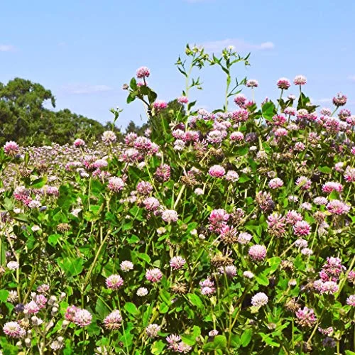 Strawberry Clover 90,000 Bulk Seeds USA Harvested pollinator bee Butterfly