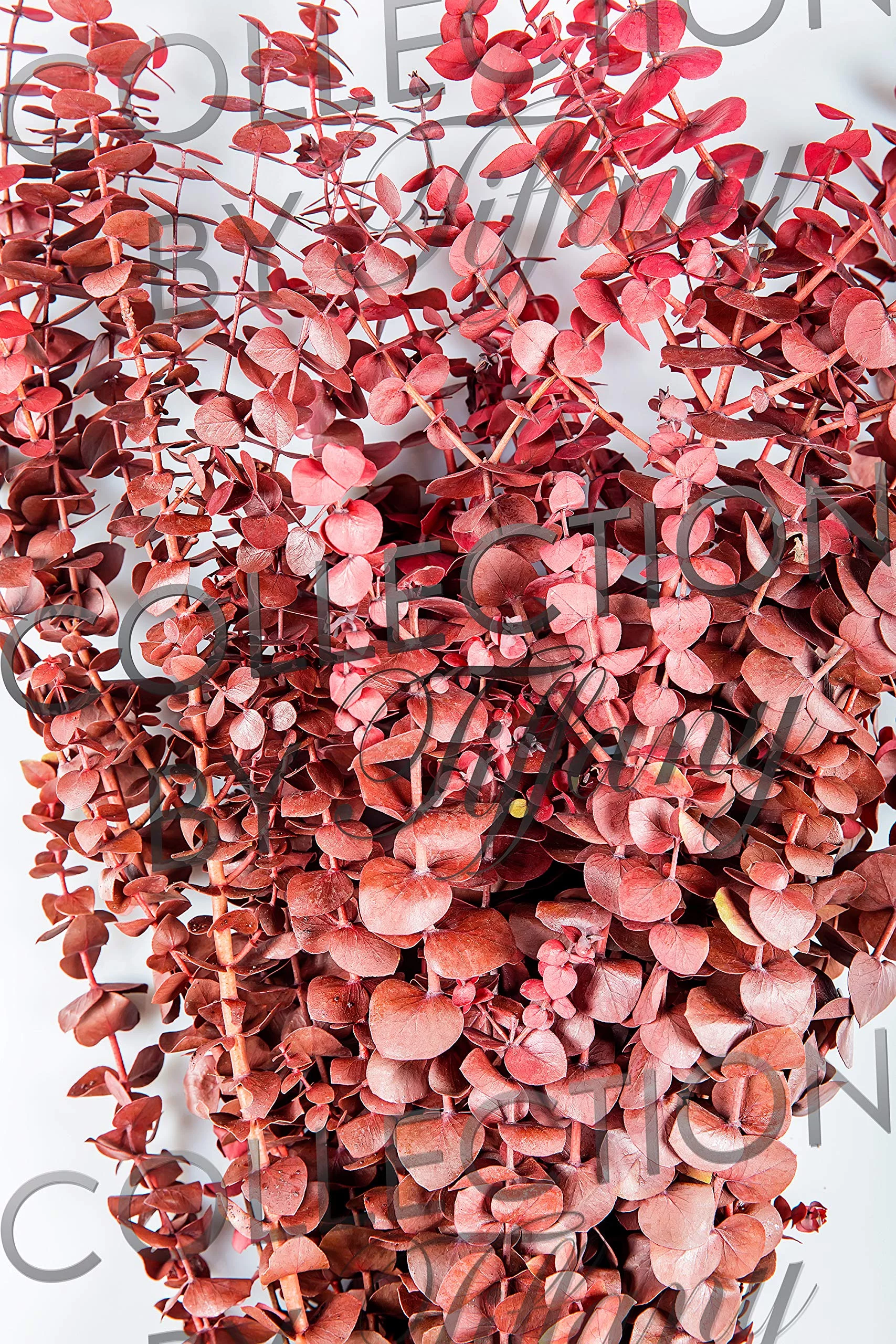 Preserved Eucalyptus Branches for sale - Red 8 oz bunch - One 3-4 stems Length 25-30in. -- Case of 12 bunches - Red