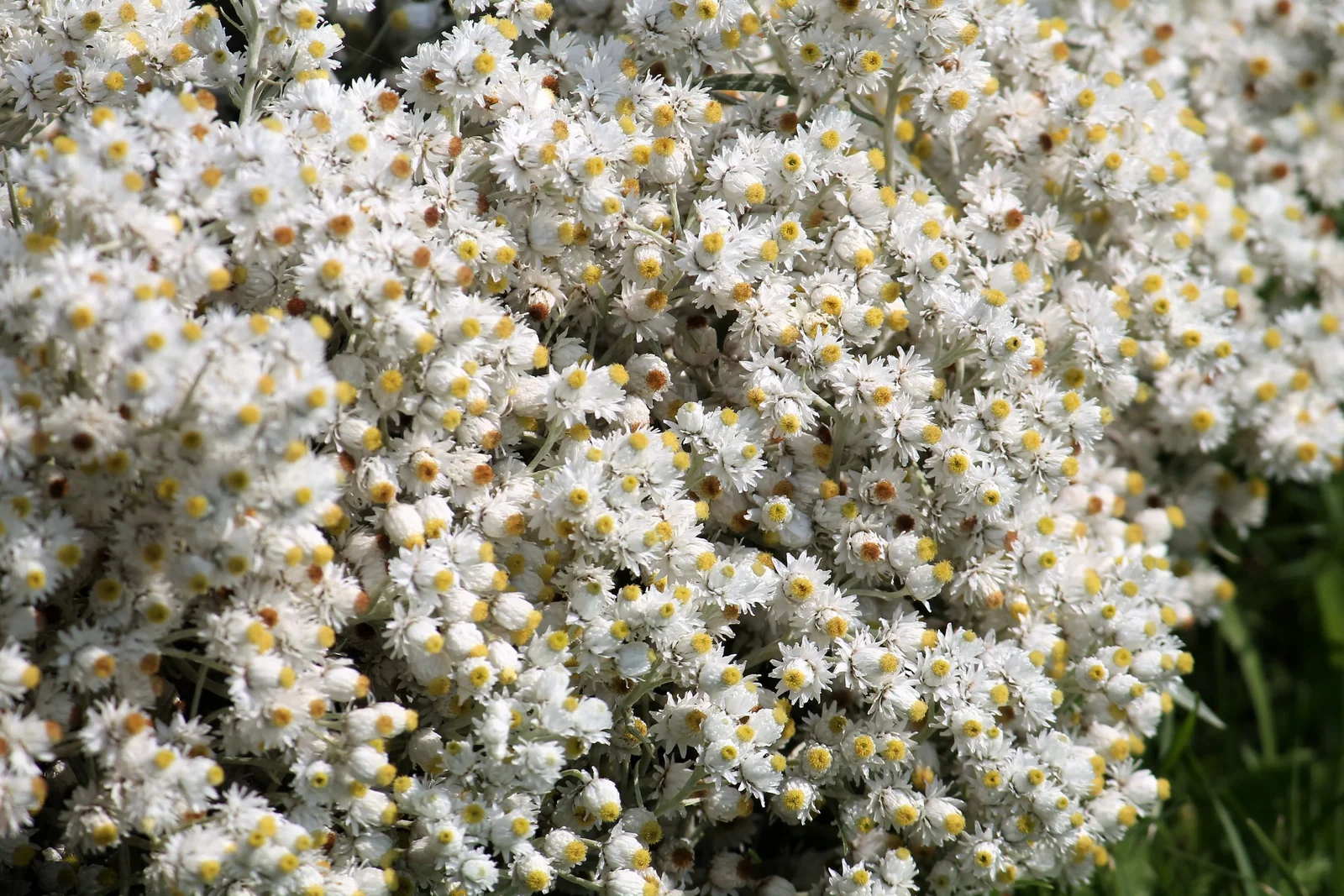 100 PEARLY EVERLASTING Anaphalis Margaritacea Fragrant Butterfly Flower Seeds