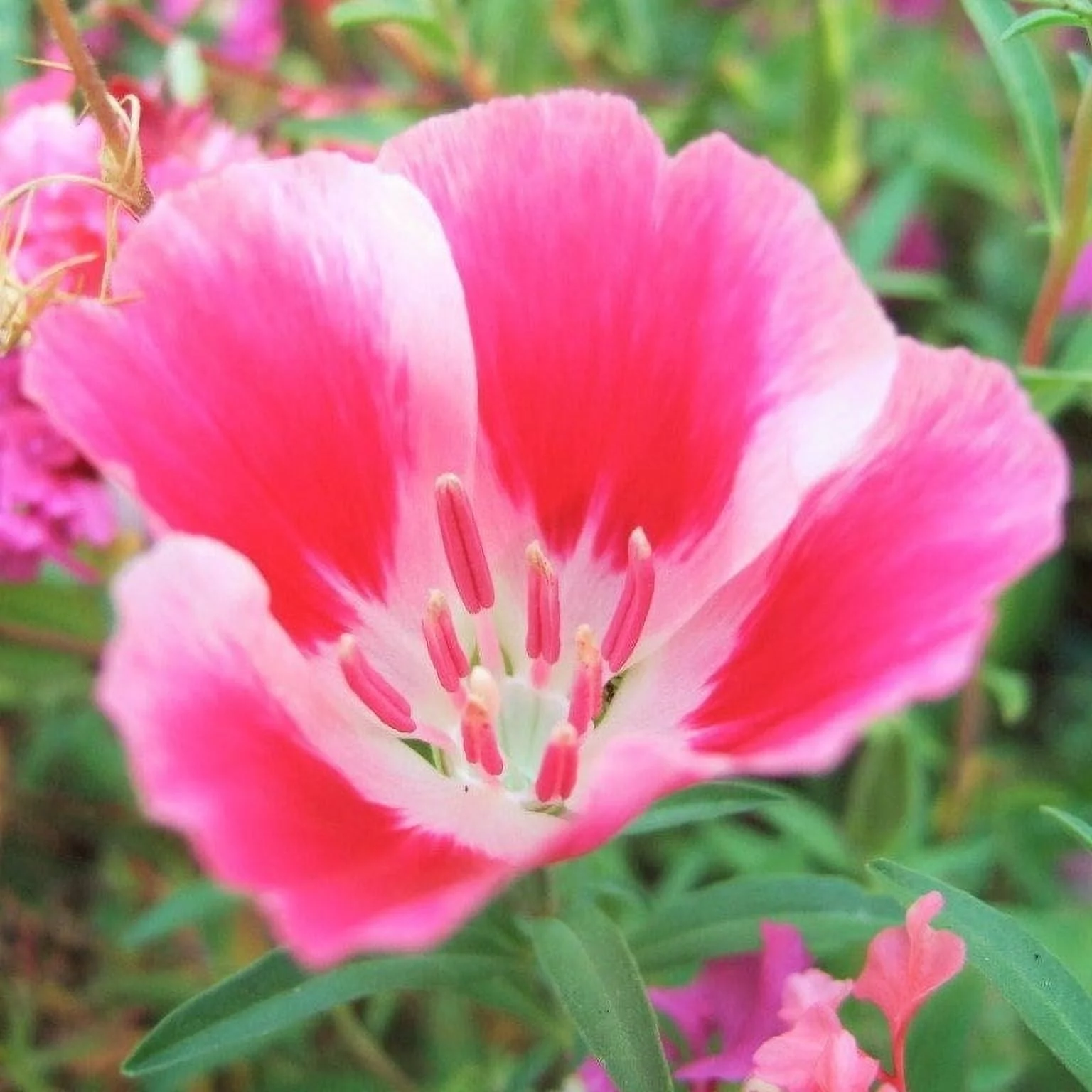 TomorrowSeeds - Farewell to Spring Godetia Seeds - 1000+ Count Packet - NonGMO Clarkia Amoena Pink Red Cherry Flower Plant Garden Plant Seed 2024 Season