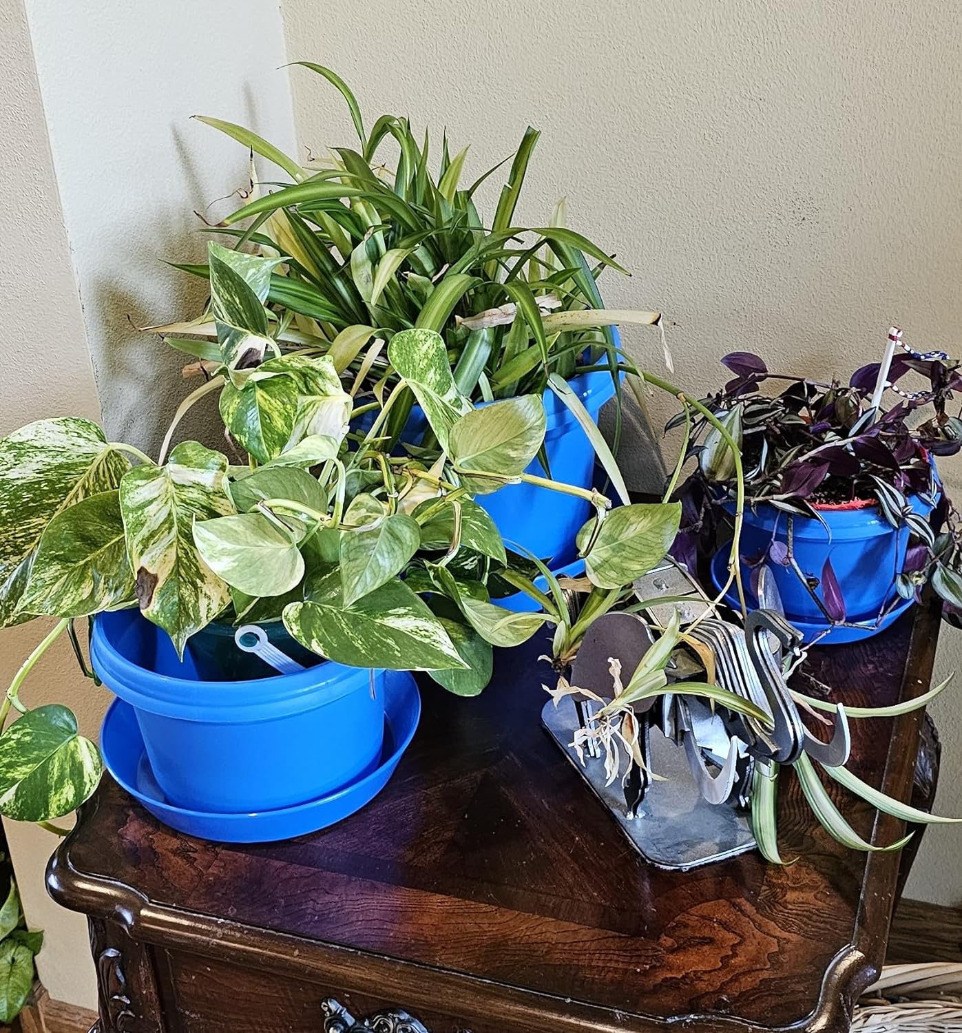 Single and Saucer 7 inch Purple, Plastic Flower , seedlings Planter, Nursery Planter, Colorful Flower Planter, Seed Starting with Saucer