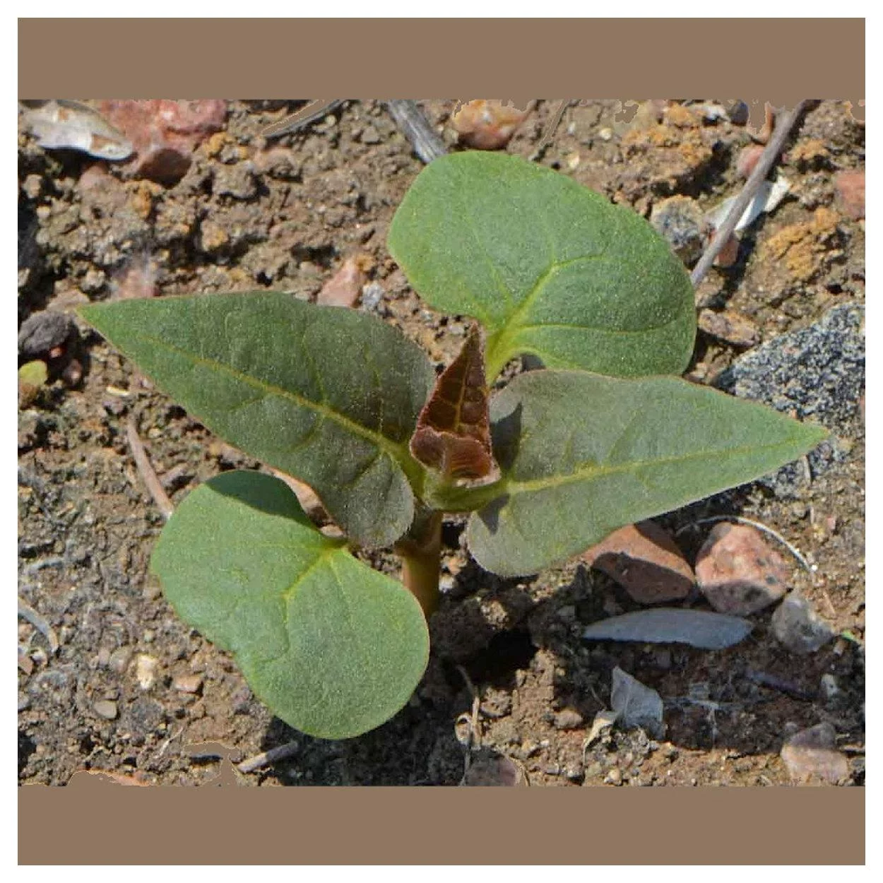 Everwilde Farms - 50 Red Four O Clock Garden Flower Seeds - Gold Vault Jumbo Bulk Seed Packet