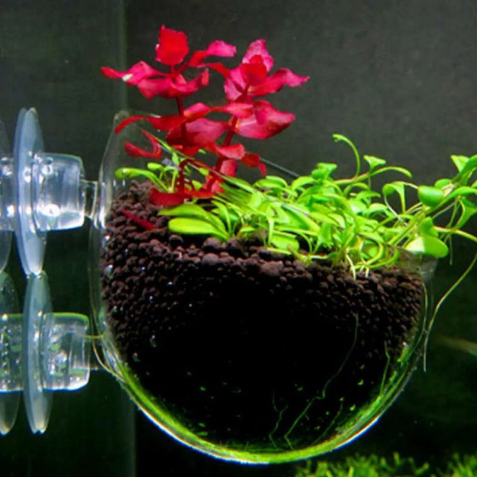 Fish Tank Mini Crystal Glass Pot Water Potted Aquatic Planting Cylinder Cup