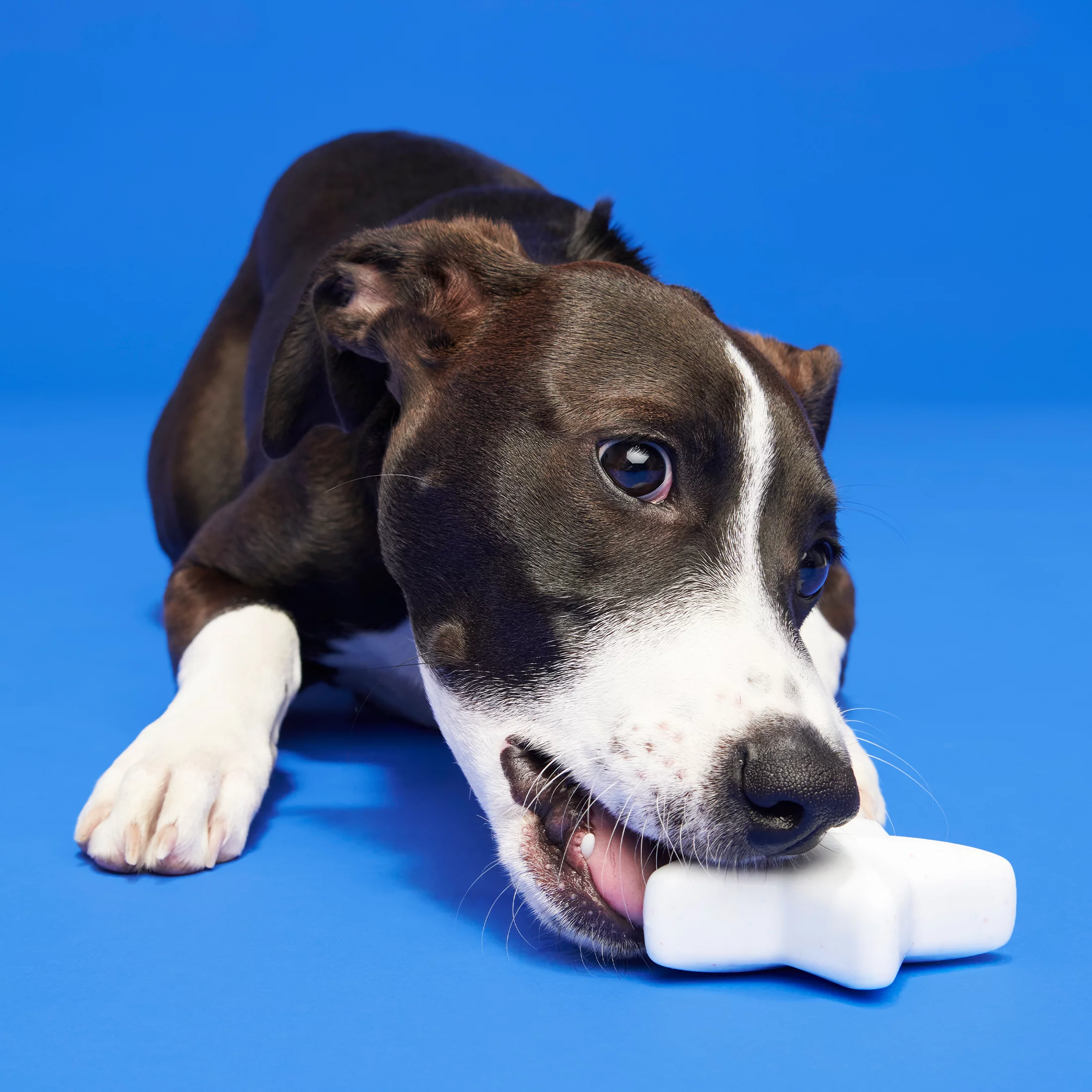 BARK Star Spangled Slammer Super Chewer - Yankee Doodle Dog Toy, american cheese scented