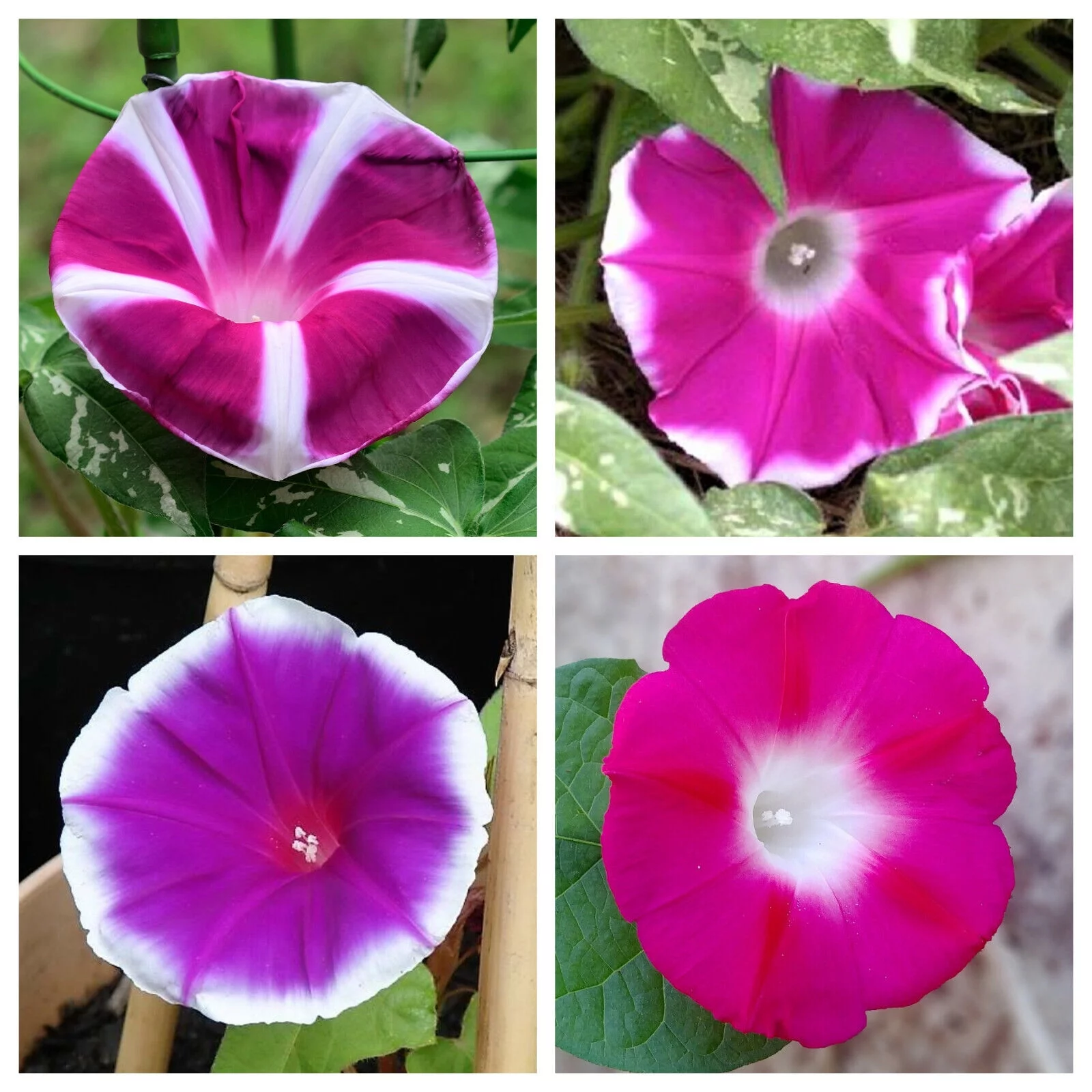 50 MIXED JAPANESE MORNING GLORY Ipomoea Nil Flower Vine Seeds *Flat S/H