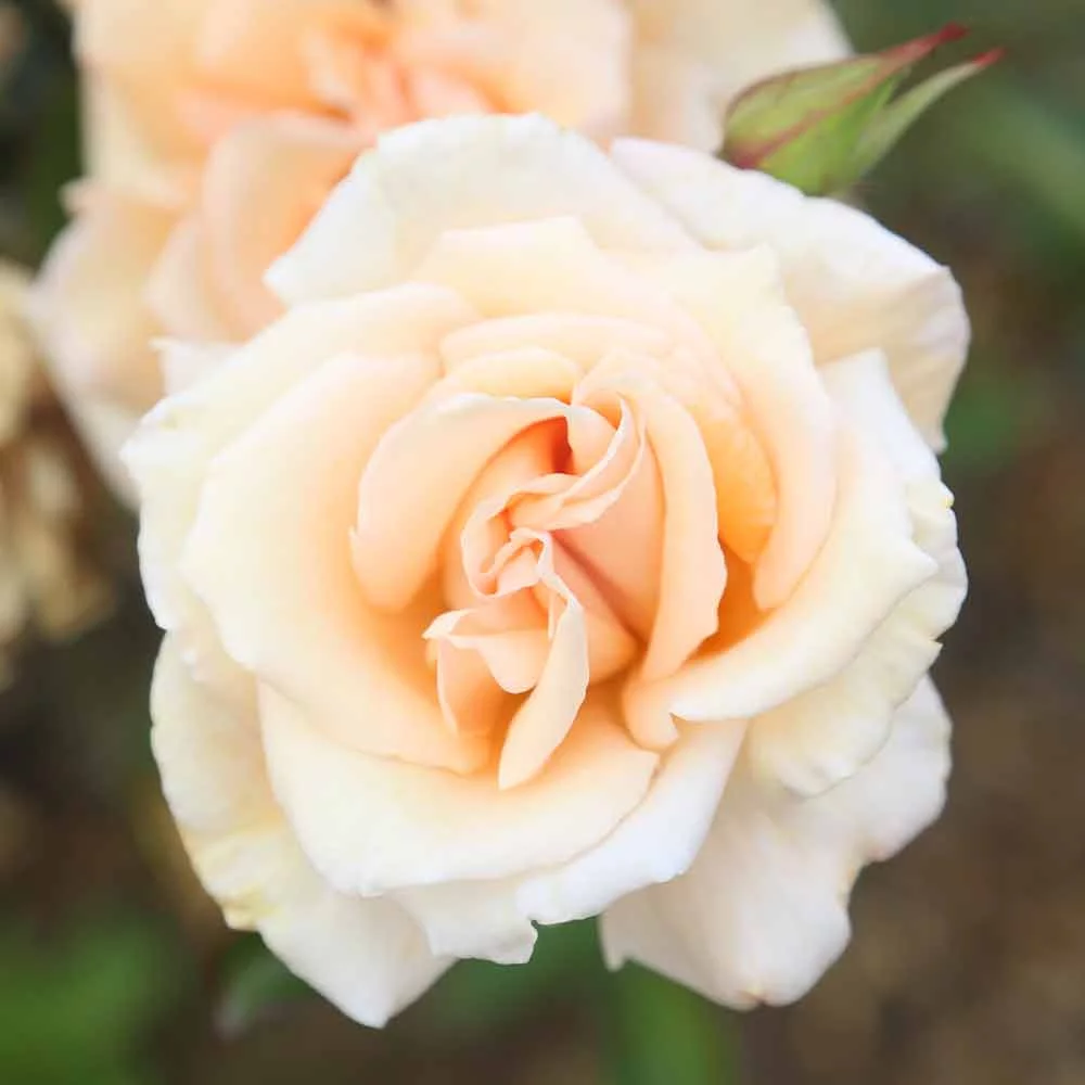 Heirloom Roses - Gentle Persuasion Hardy Rose Bush