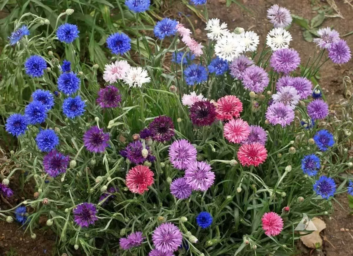 Centaurea cyanus Polka Dot Mix | Bachel Button | Cornflower | 20_Seeds