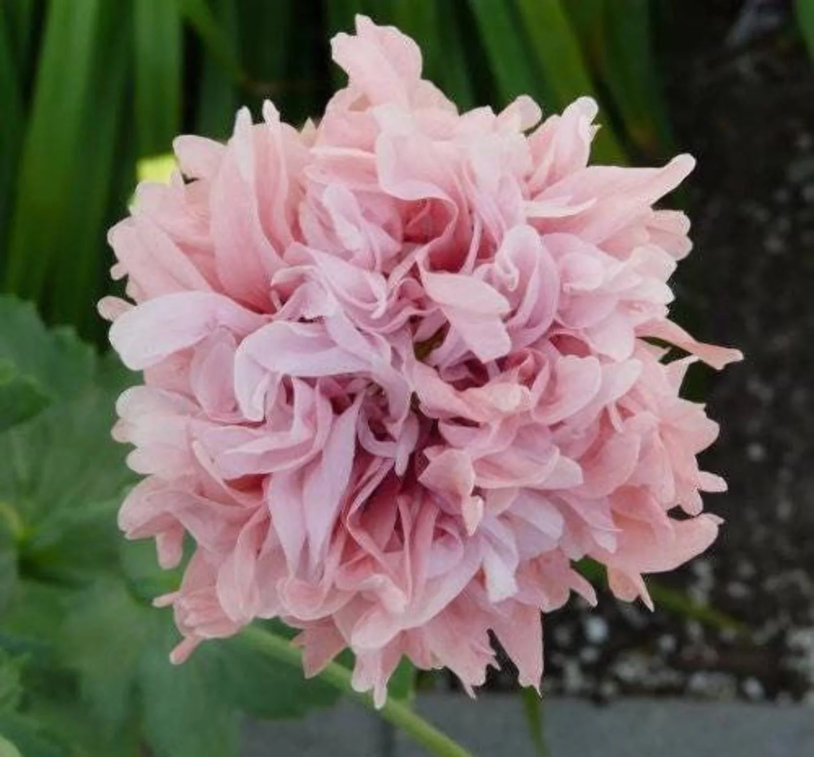 100 Seeds Flemish Antique PEONY POPPY MIXED Colors  Papaver Peoniflorum Flower Seeds