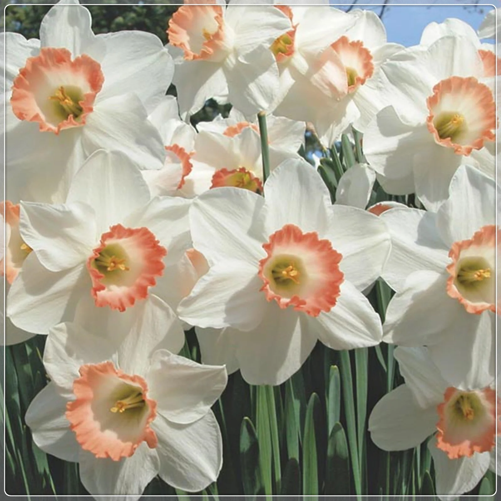 Narcissus Bulbs, Perennials,Seasonal Flowers,  Spotless, Daffodil Bulbs For Planting Outdoors, Perennials,Narcissus Bulbs For Sale