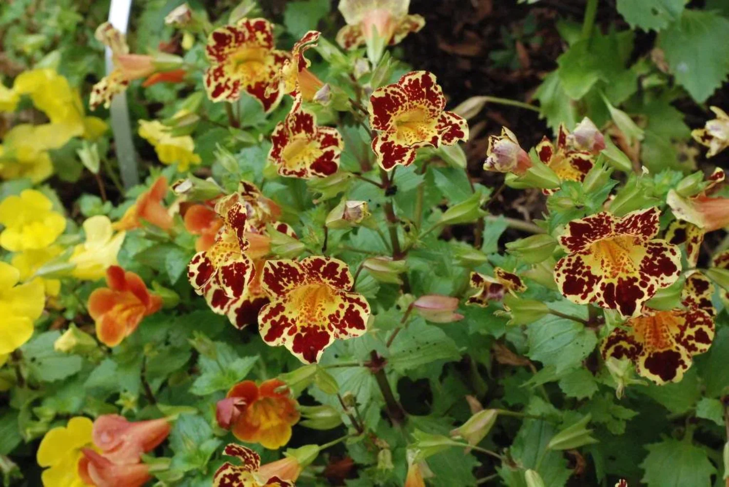 250 TIGER MONKEY Mixed Col Mimulus Tigrinus Flower Seeds
