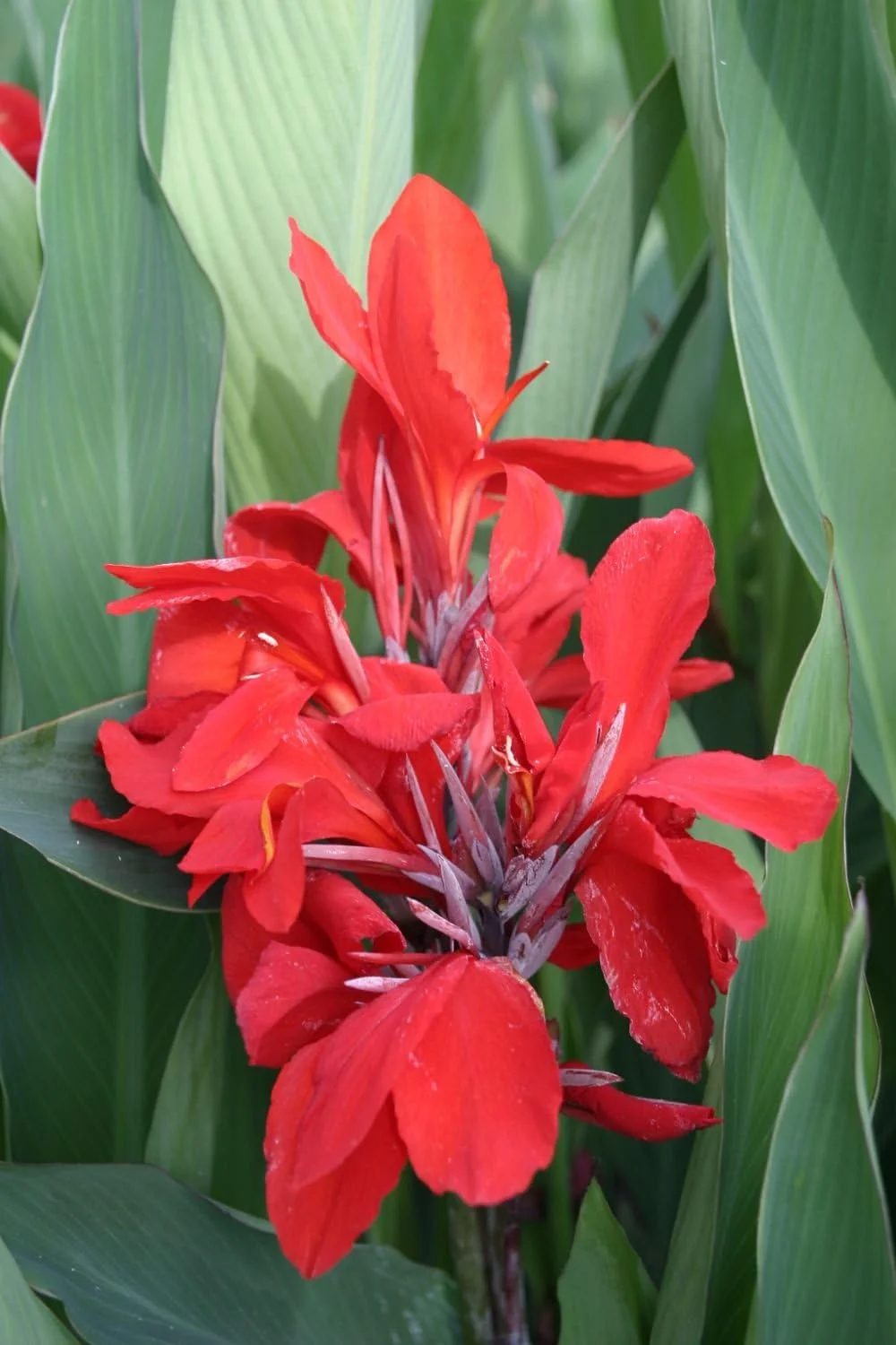 Canna Lily Bulbs - The President Red Canna Rhizomes/Bulbs/Roots (3 Pack)