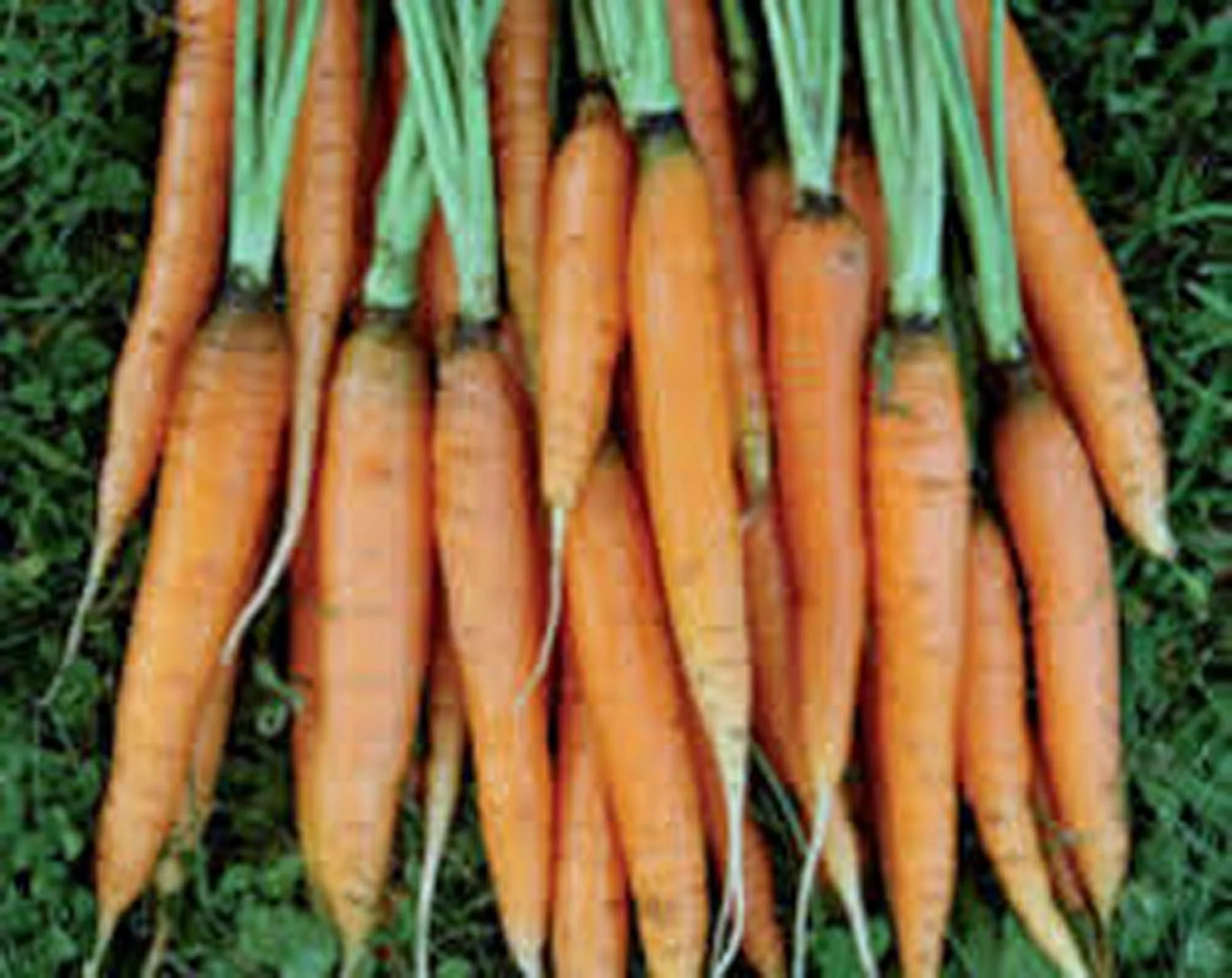 Carrot Seed , Scarlet Nantes, Heirloom, 100 Seeds, Tasty Carrot for Snacks, Salads