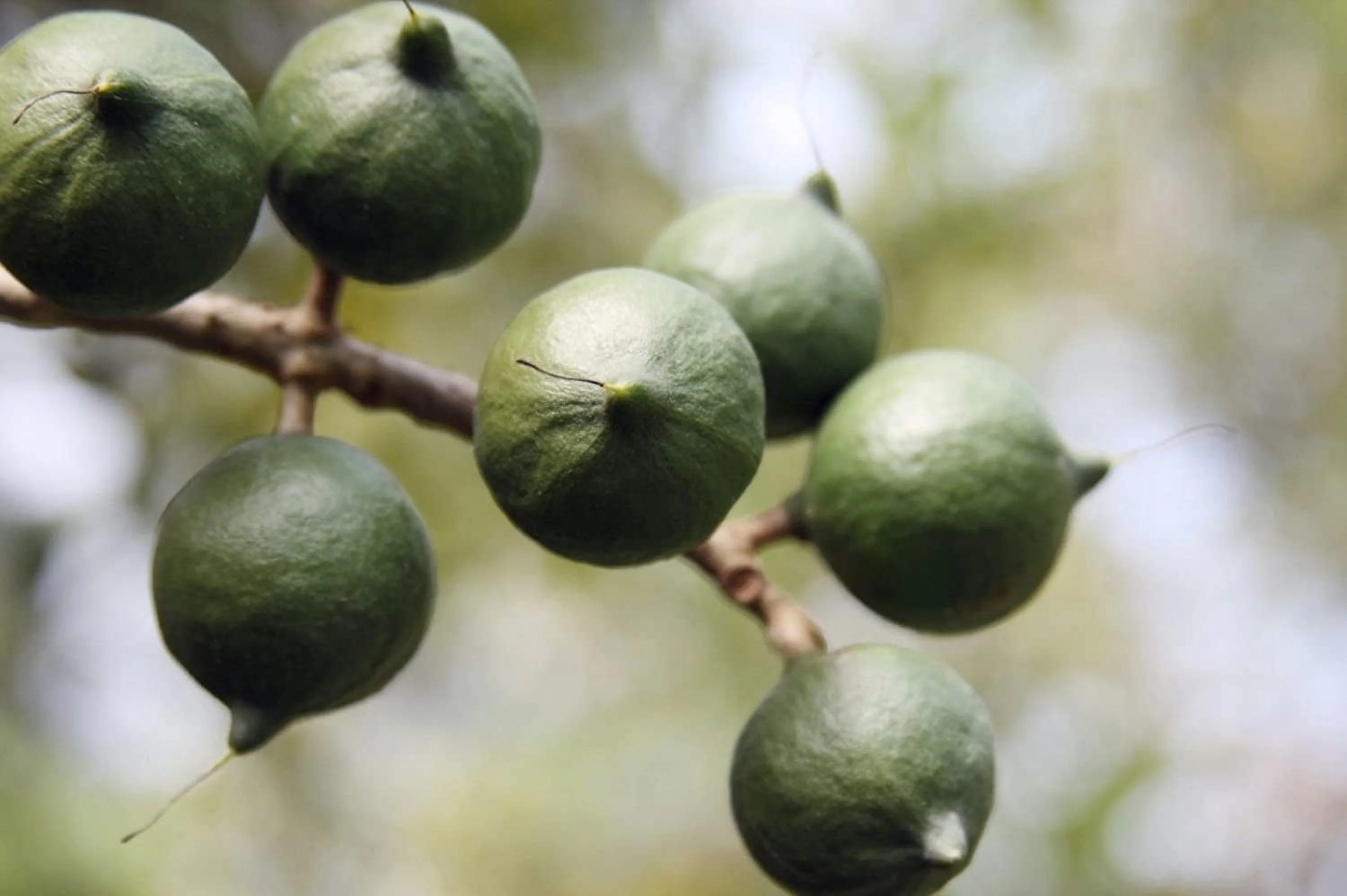 Buy 2 Pounds of Wholesome Macadamia Nuts in Shell ()  Grown in the Sunny California
