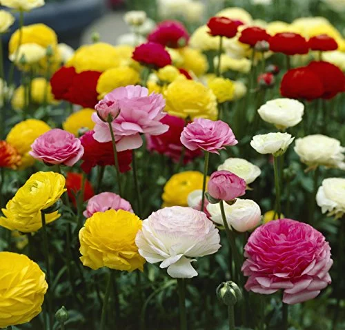 Ranunculus Mix Flower Bulbs Plant (12 Pack)