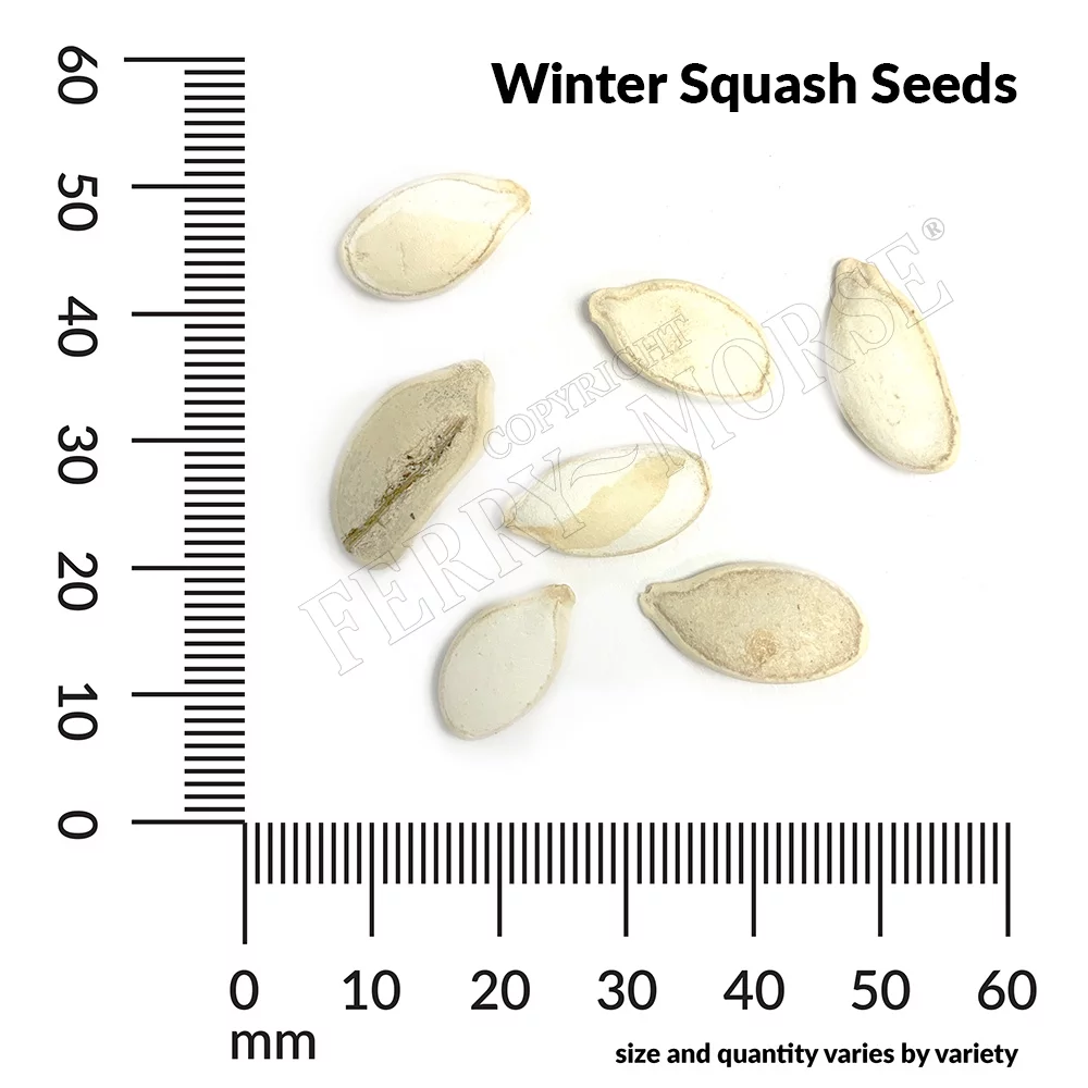 Ferry-Morse 2500MG Squash Winter Buttercup Vegetable Plant Seeds Full Sun