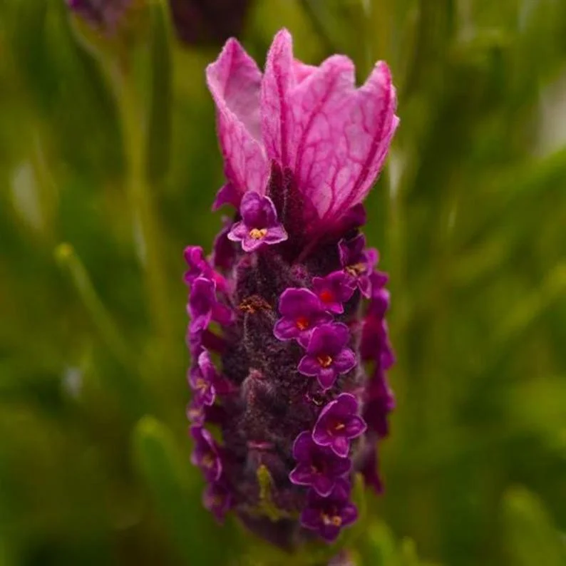 15+ LAVENDER RARE DEEP LAVENDER LAVANDULA 