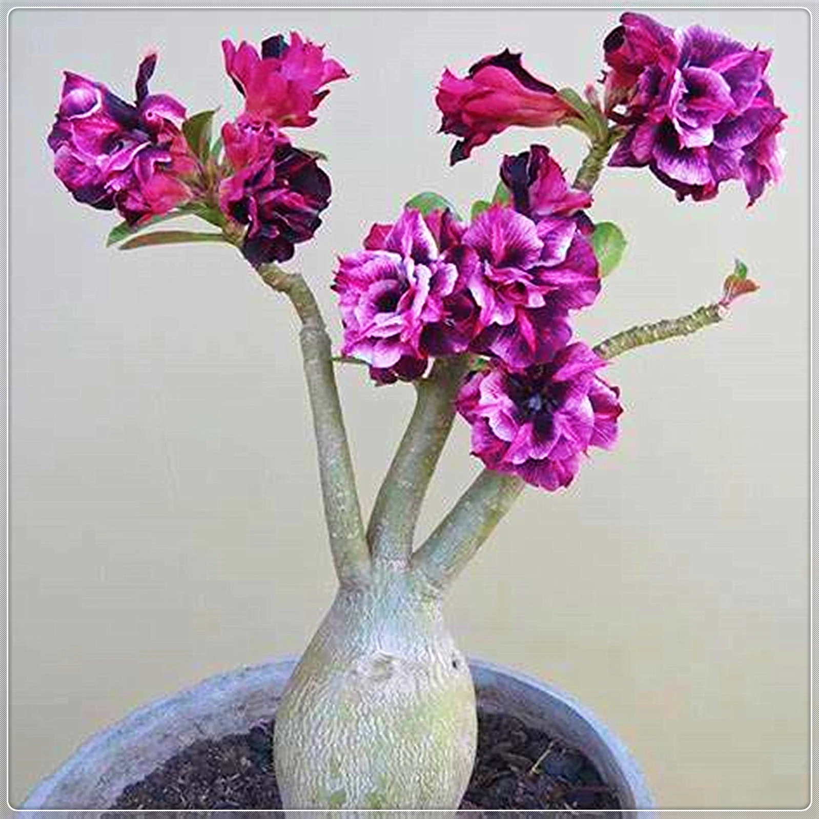 Desert Rose Bulbs, Beautiful Trees, Blooming Continuously,Potted Balcony,Blooming,Potted Plant Outdoor, Drought Tolerant,Desert Rose Bulbs For Sale