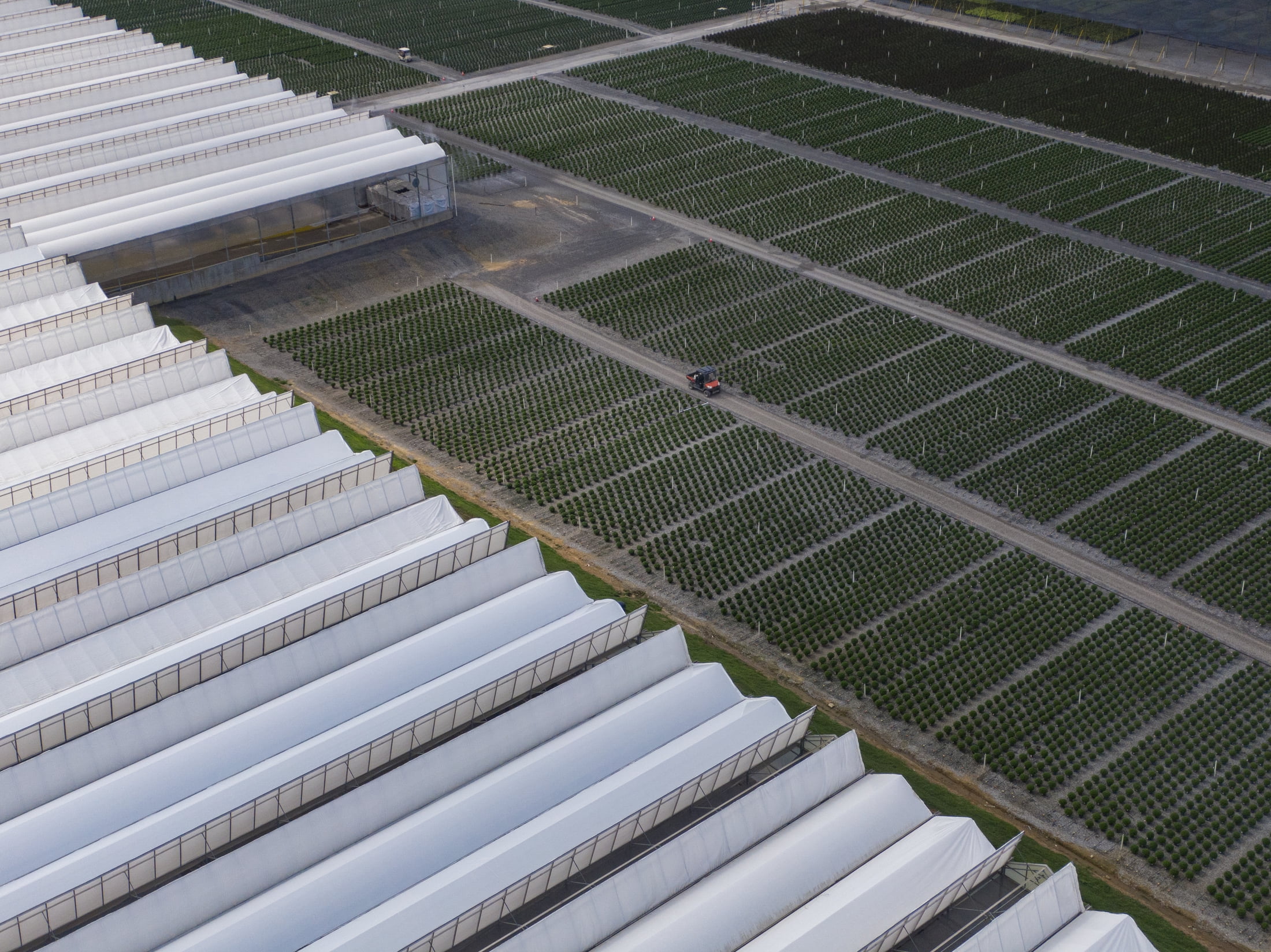 Better Homes & Gardens 2.5QT Purple Phlox Live Plants with Grower Pot