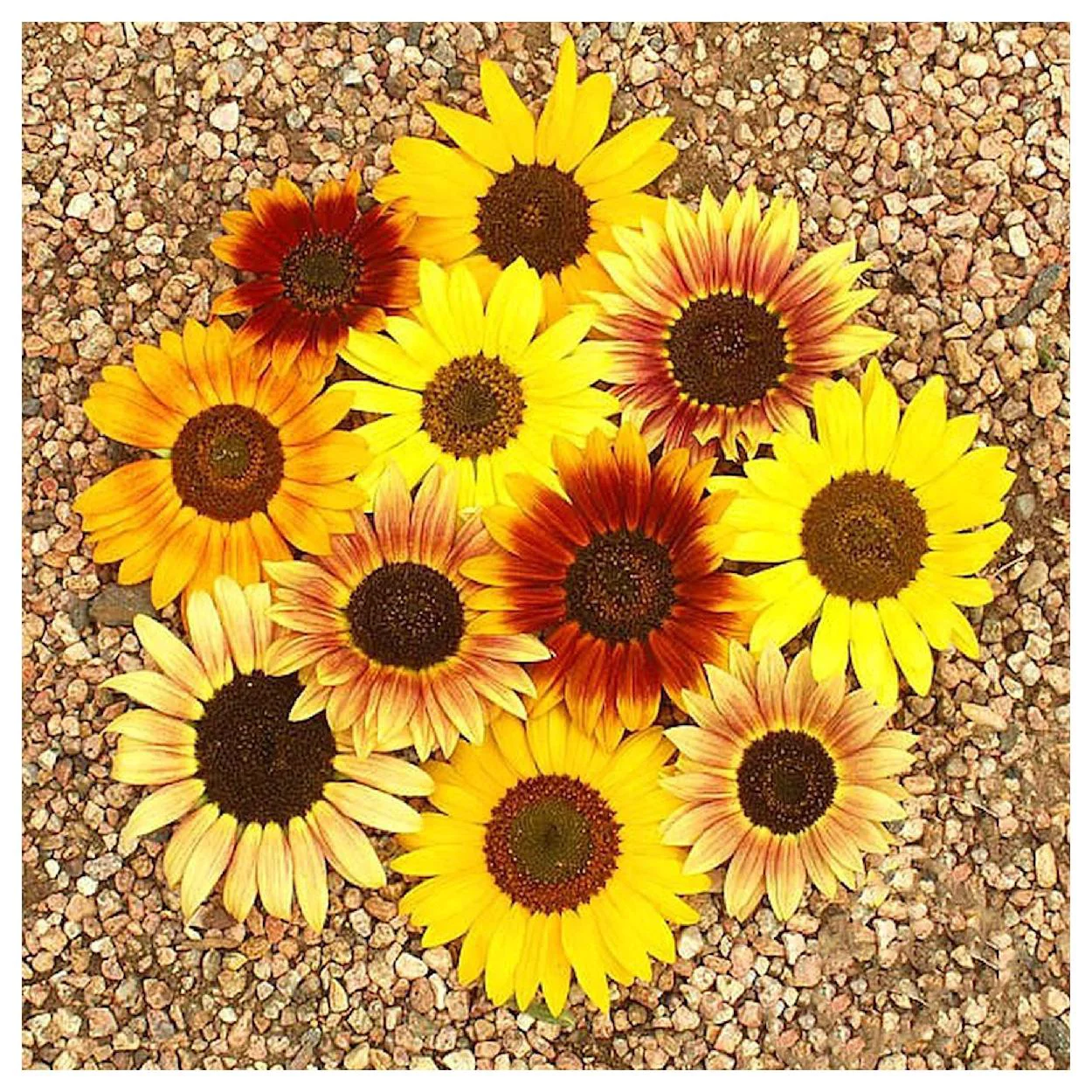 Everwilde Farms - 1 oz Autumn Beauty Sunflower Garden Flower Seeds - Gold Vault Bulk Seed Packet