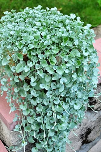 Silver Falls Dichondra Seeds for Planting (10 Seeds) - Stunning Weeping Plant, Hanging Basket or Ground Cover