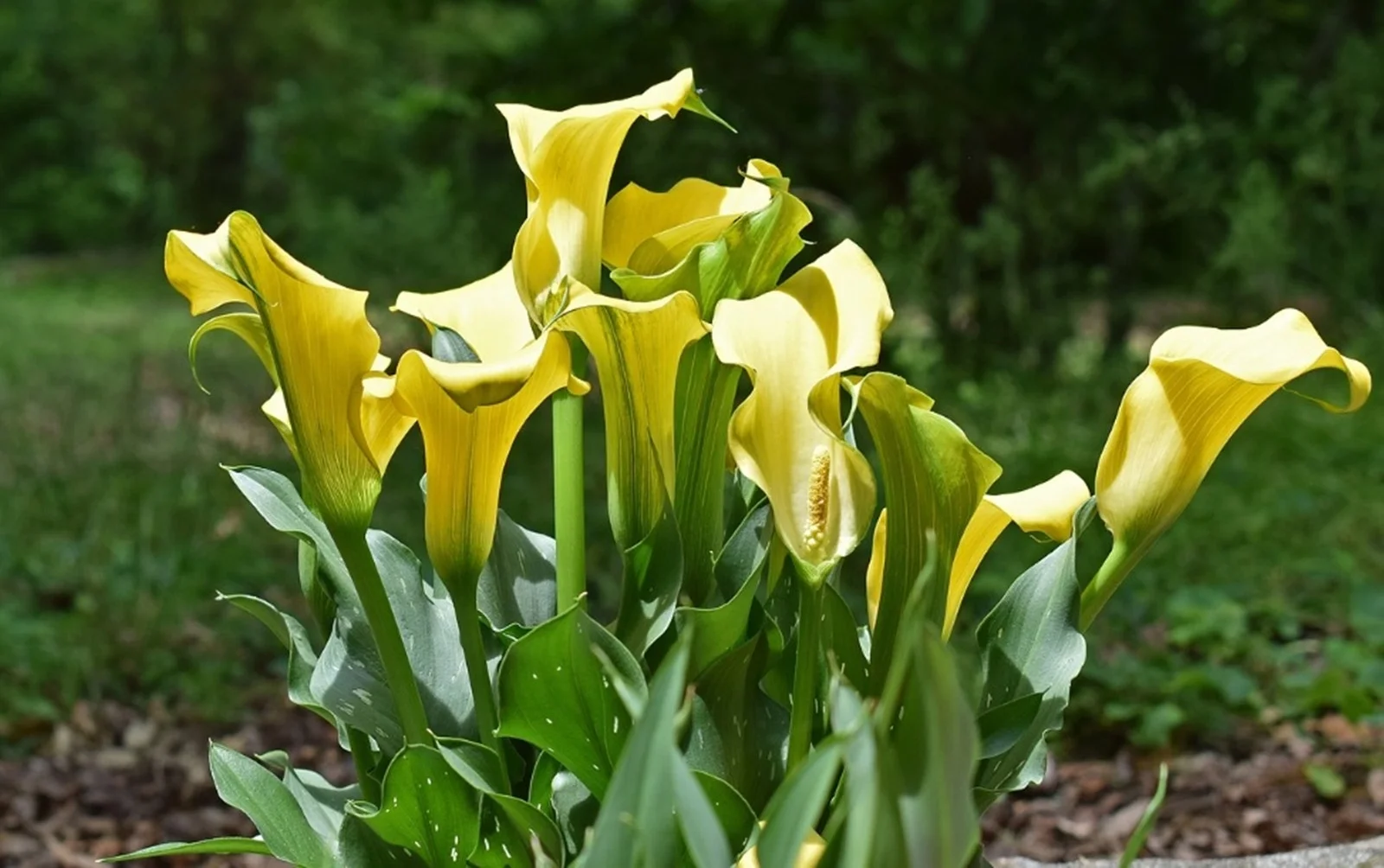 Calla Lily Bulbs, Bulb Flowers,Calla Lily Plants，Calla Lily Bulbs For Sale