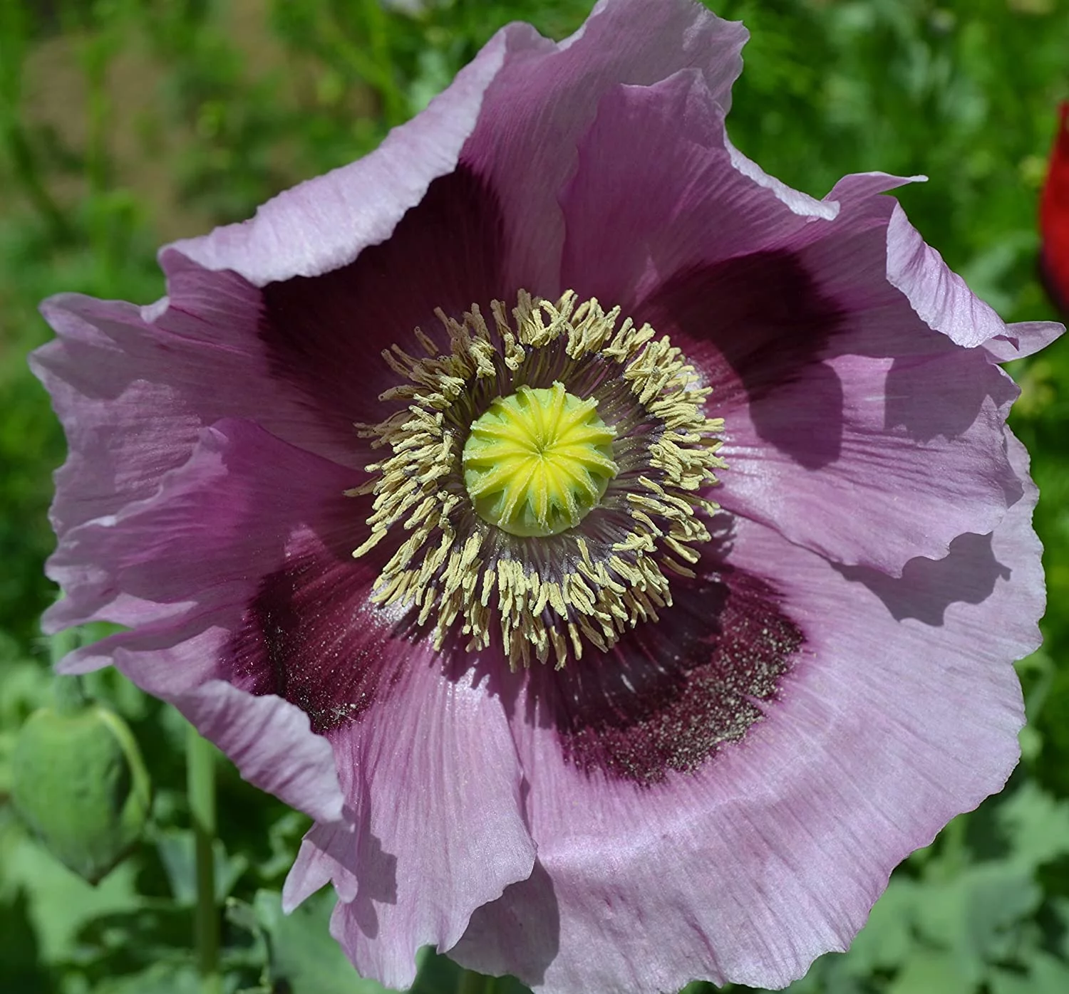 Giant Purple Poppy Papaver somniferum Premium Seeds
