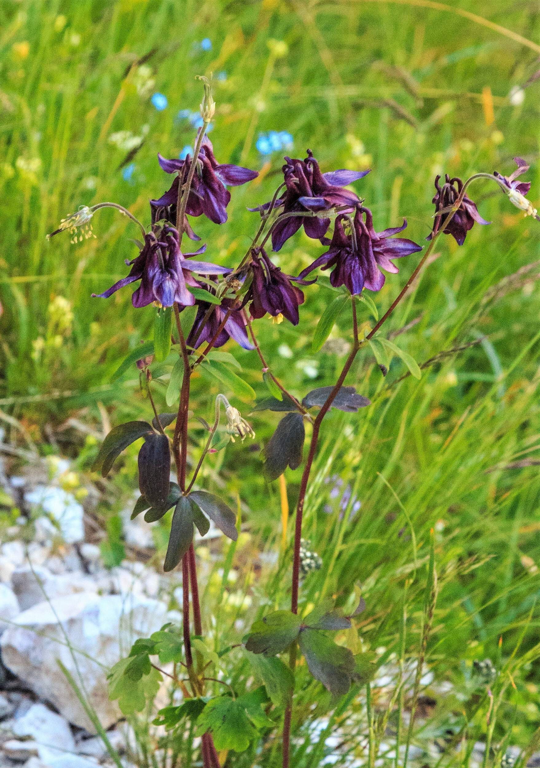 20 BLACK COLUMBINE Dark Columbine Aquilegia Atrata Deep Purple Flower Seeds