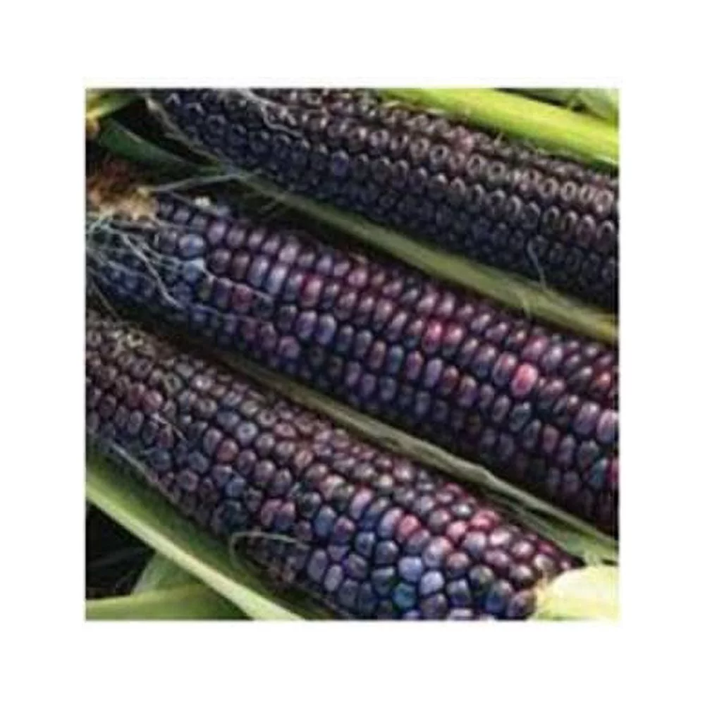 Corn Blue Hopi Ornamental BULK 400 Seeds Great Heirloom Vegetable