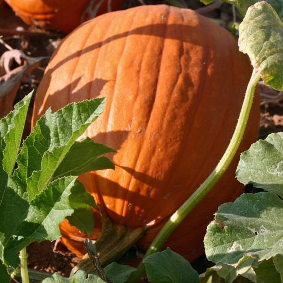 Eden Brothers Pumpkin Seeds - Howdens Fields Non-GMO Seeds for Planting, 5 Pounds | High-Yielding, Fast Growing Vegetable Seeds, Plant During Warm Season, Zones 3, 4, 5, 6, 7, 8, 9, 10