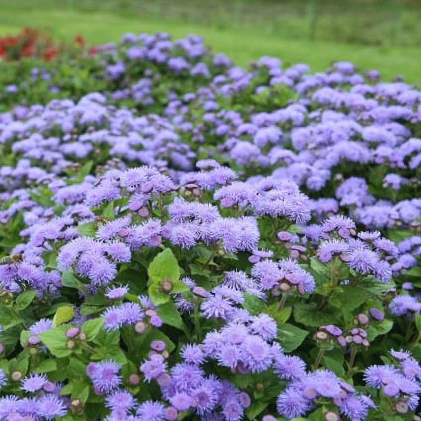 Ageratum Seeds - Dondo Blue - 1 Ounce - Blue Flower Seeds,  Heirloom Seed  Attracts Bees, Attracts Butterflies, Attracts Pollinators, Fragrant, Container Garden