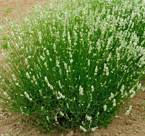 L+ Lavender White Spike White Flower (4