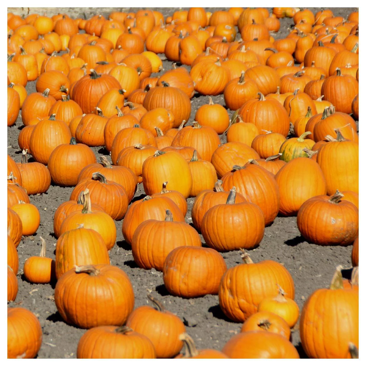 Everwilde Farms - 20 Connecticut Field Pumpkin Pumpkin Seeds - Gold Vault Jumbo Bulk Seed Packet