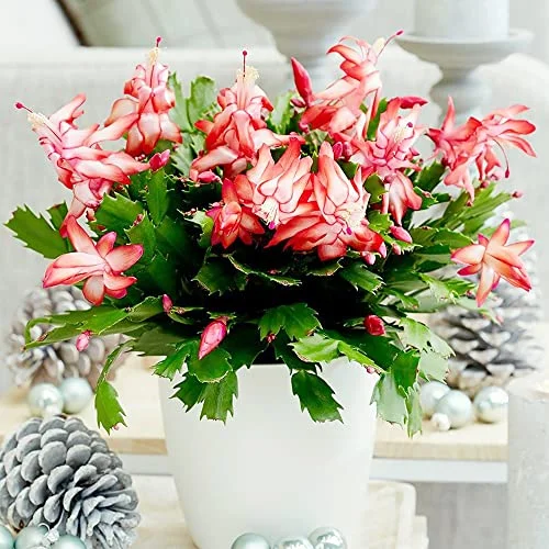 Christmas Cactus Seeds Holiday Cactus Perennial GMO Free Ornamental Home Decorate Container Hanging Basket Bed Indoor Outdoor 10Pcs Flower Seeds by YEGAOL Garden
