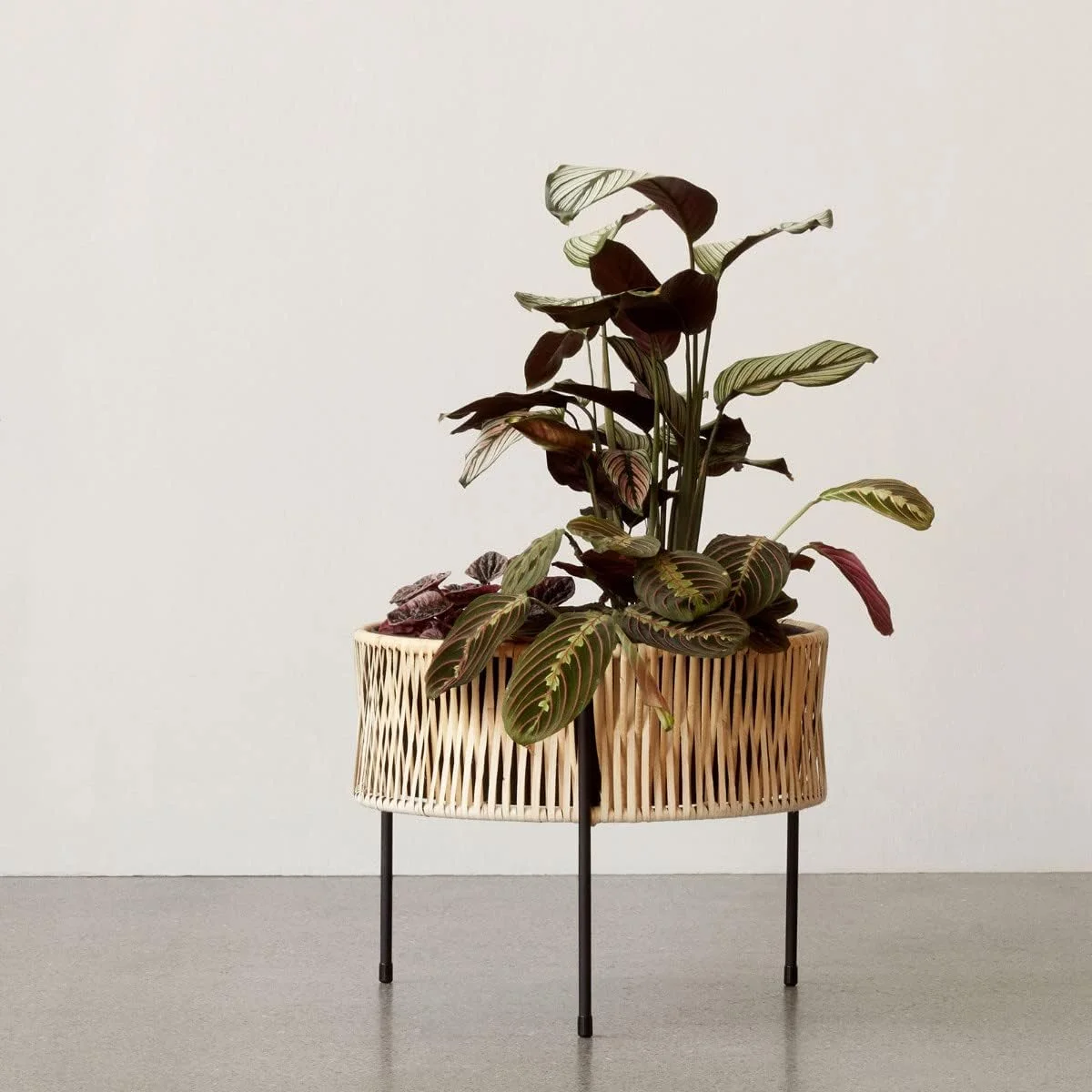 CXIAN Umanoff 32.5 Plant Pot, Beige H x Diameter 32.5 x 41 cm Steel Frame Black Powder-Coated