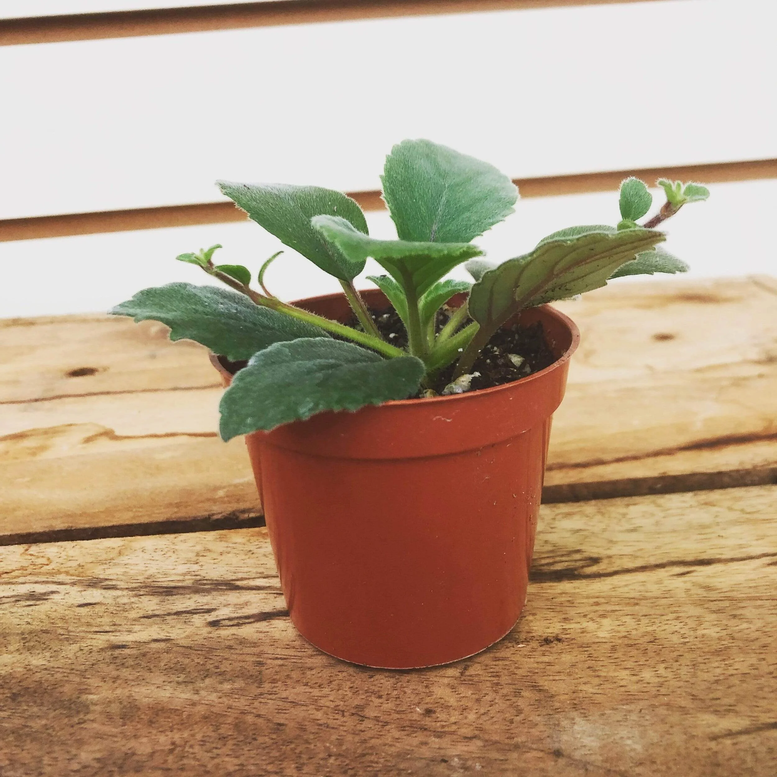 Alsobia Dianthiflora Cygnet, 2