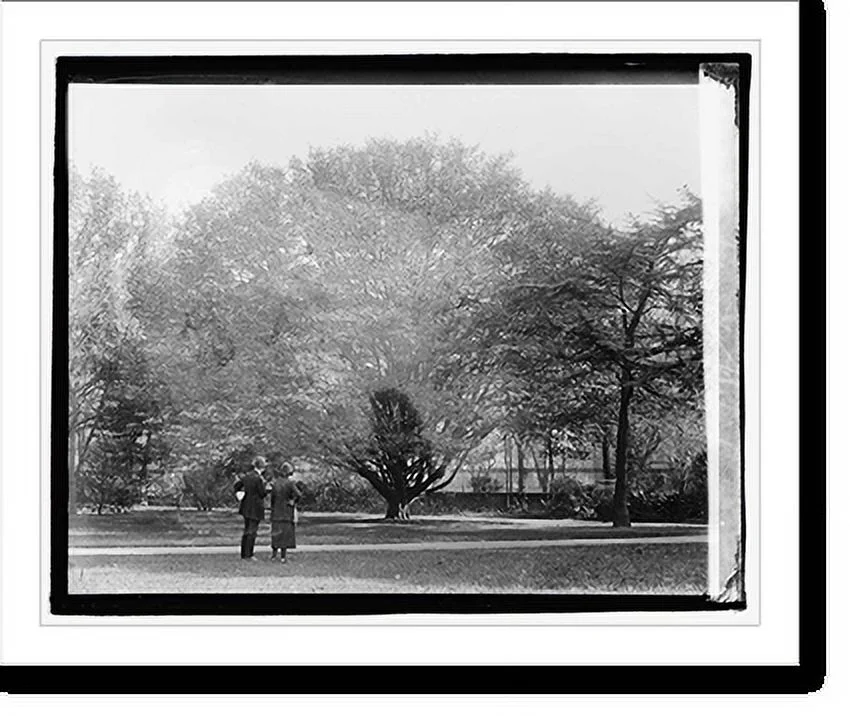 Historic Framed Print, European Hornbeam, 17-7/8