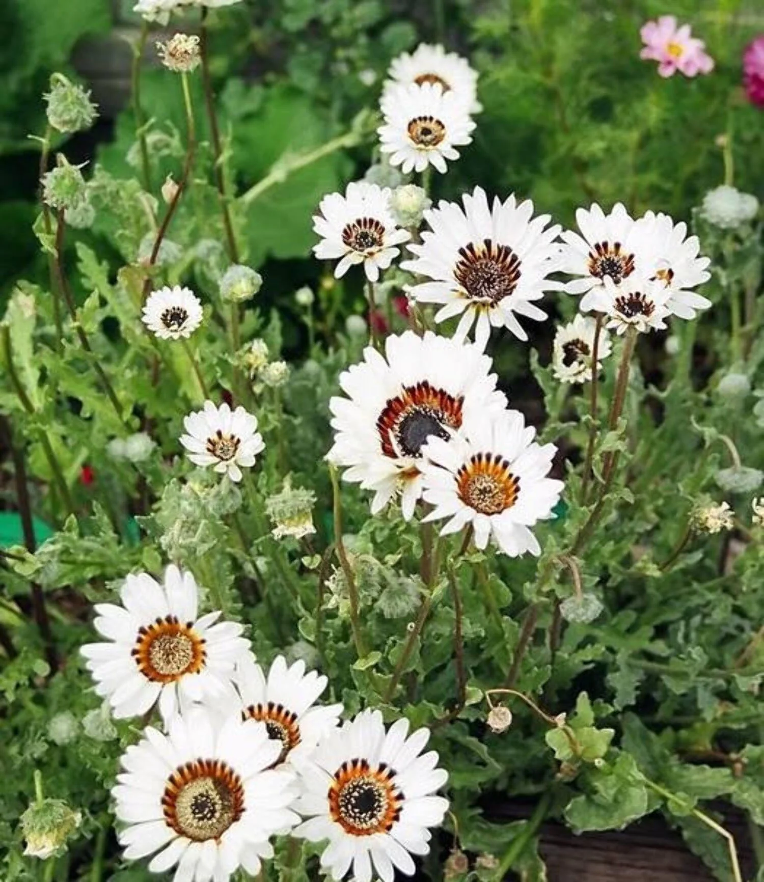 50 WHITE Zulu Prince CAPE DAISY Venidium Fastuosum Alba Flower Seeds
