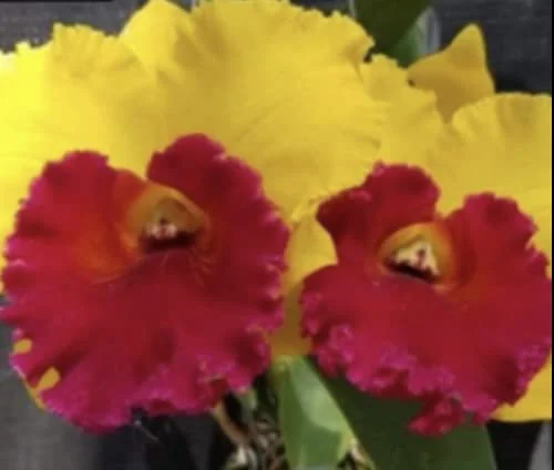 Cattleya RLC Thongsuphan Gold x RLC Suvarnabhumi Magic Comes in 2