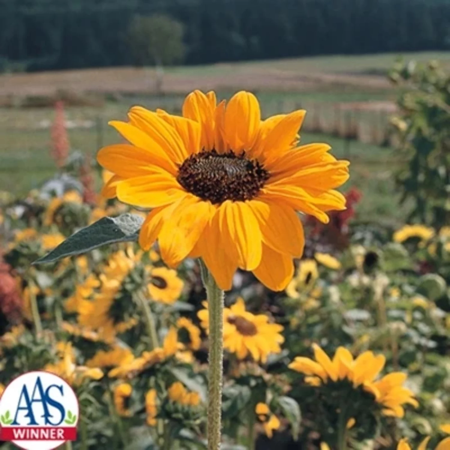 Sunflower Soraya Seed