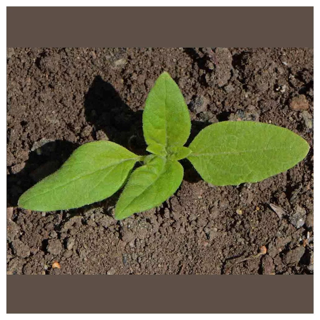 Everwilde Farms - 100 Dwarf Sungold Sunflower Garden Flower Seeds - Gold Vault Jumbo Bulk Seed Packet