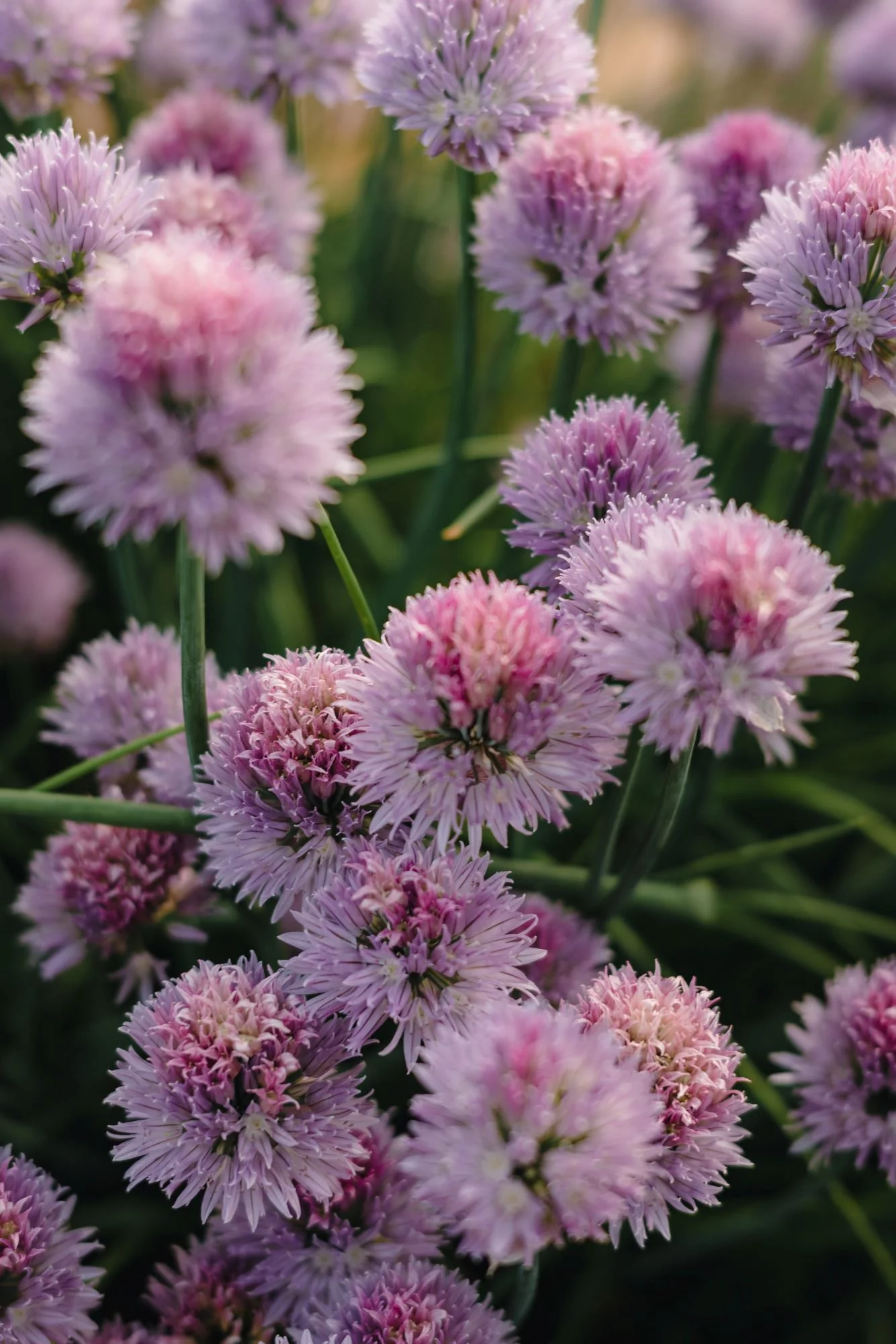Chives Herb Seeds/ Perennial/ Full Sun/96K Seeds 1/4 LB/ Zellajake Farm and Garden - B201